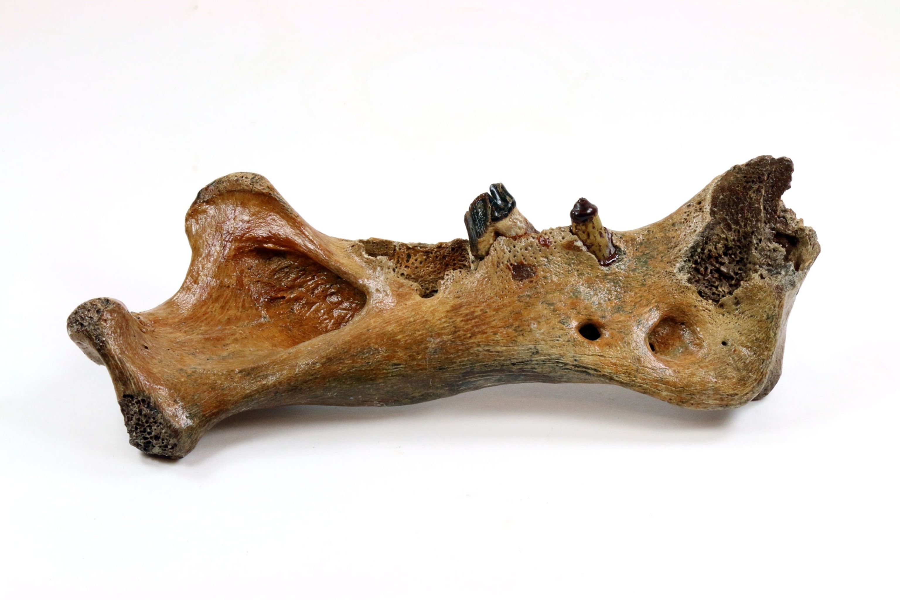 a fossil