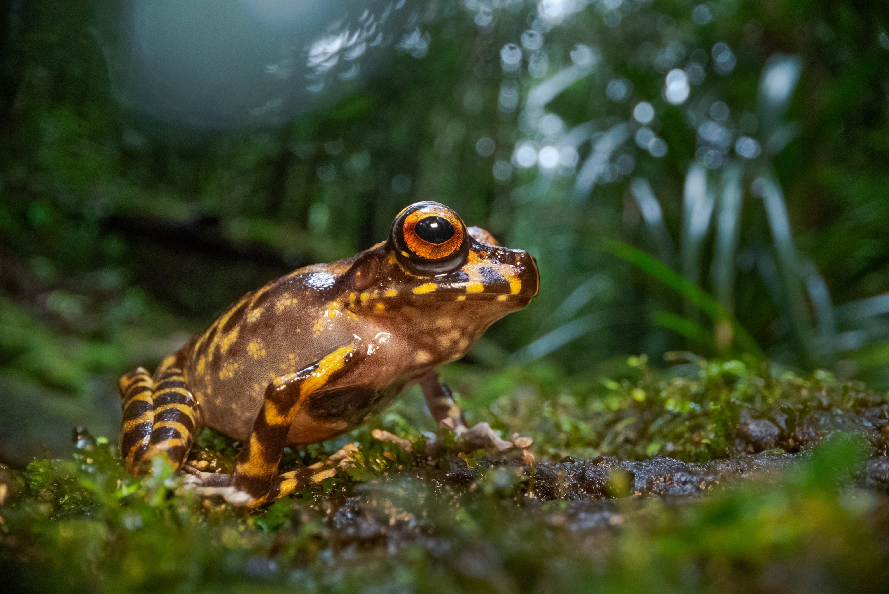 Picture of frog with red eyes.