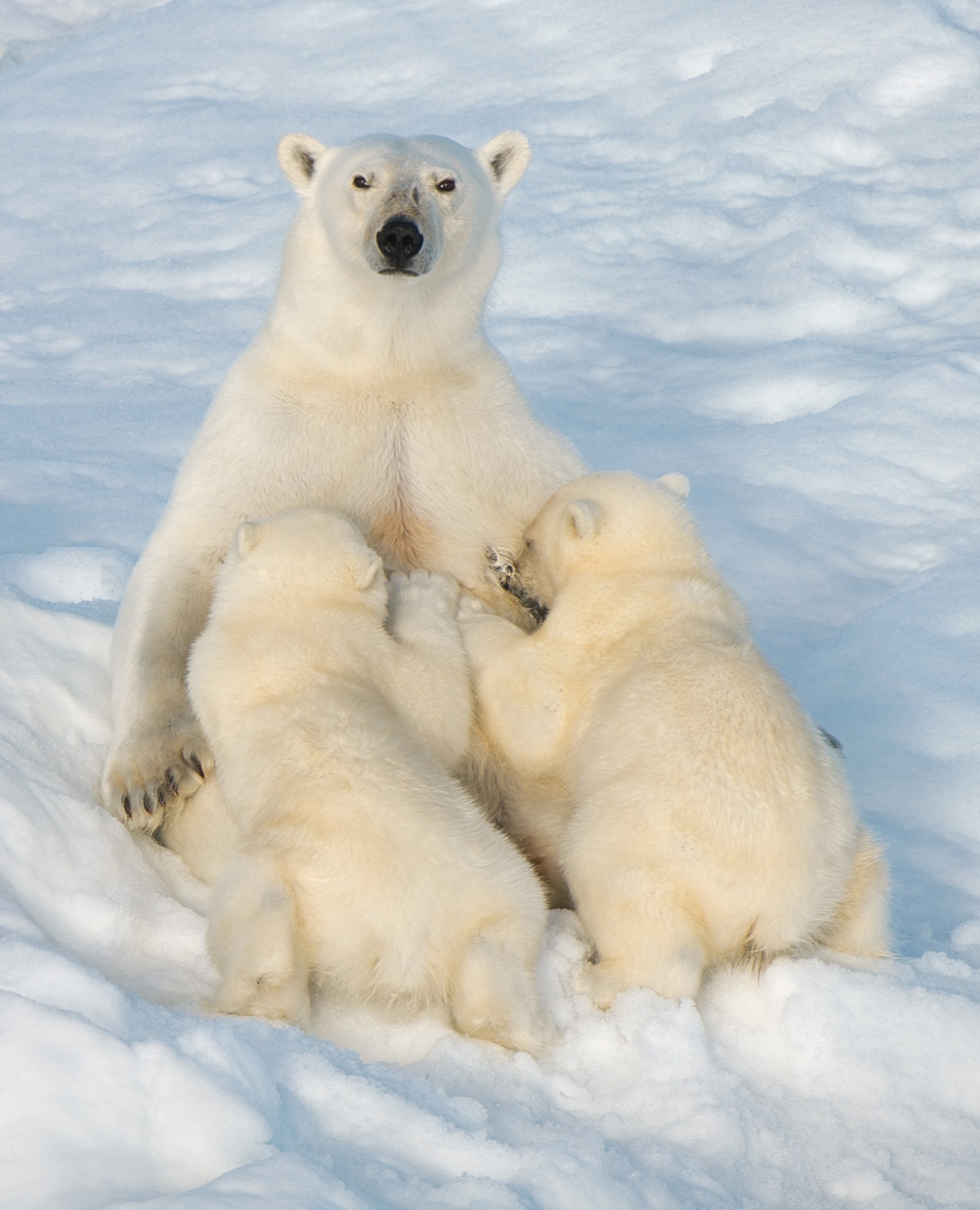 a polar bear nursing her cubs off Svalbard