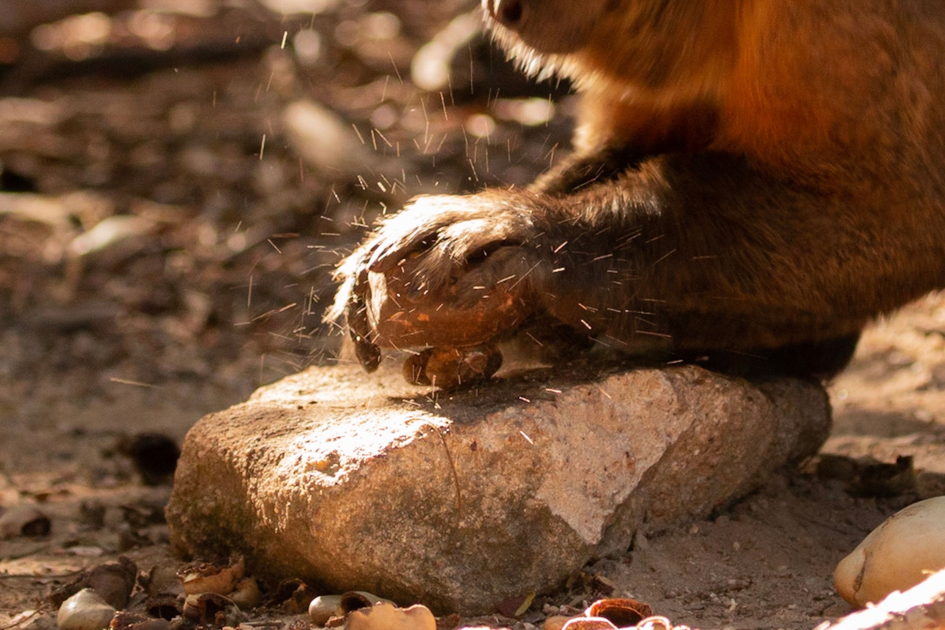a monkey cracking a nut