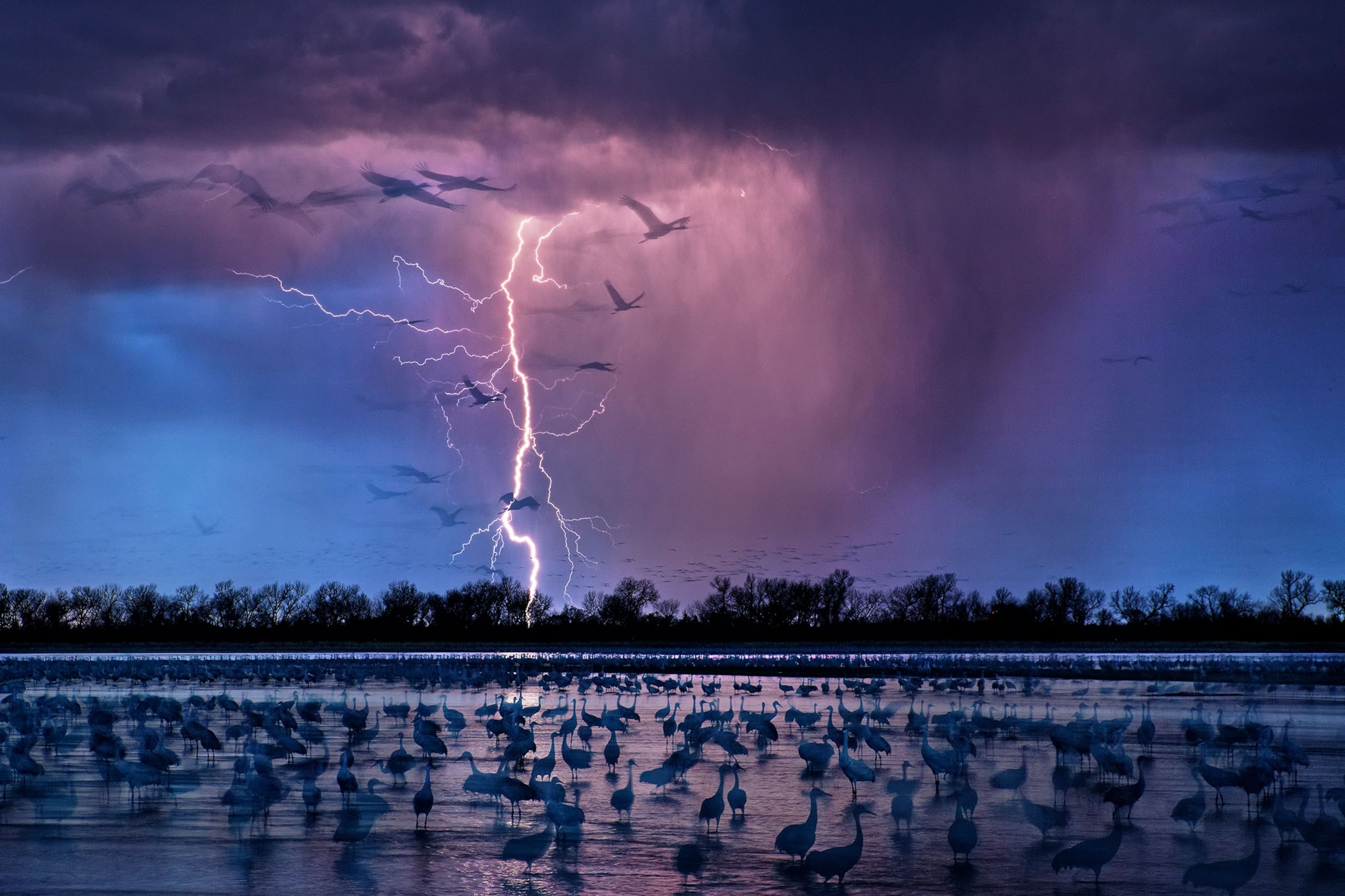 birds migrating
