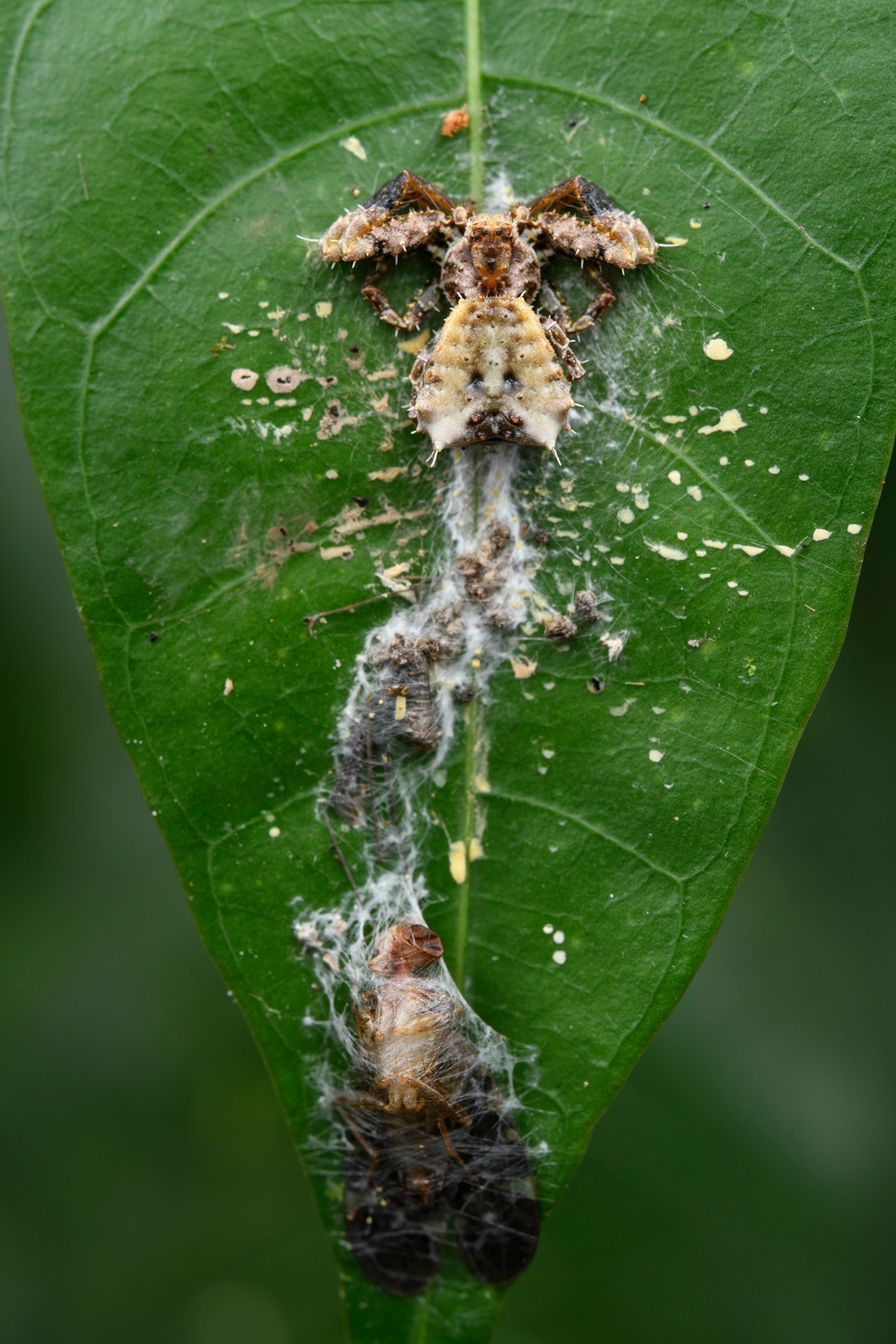 A spider has captured its prey on a leaf that has bits of white making it appear as bird droppings.