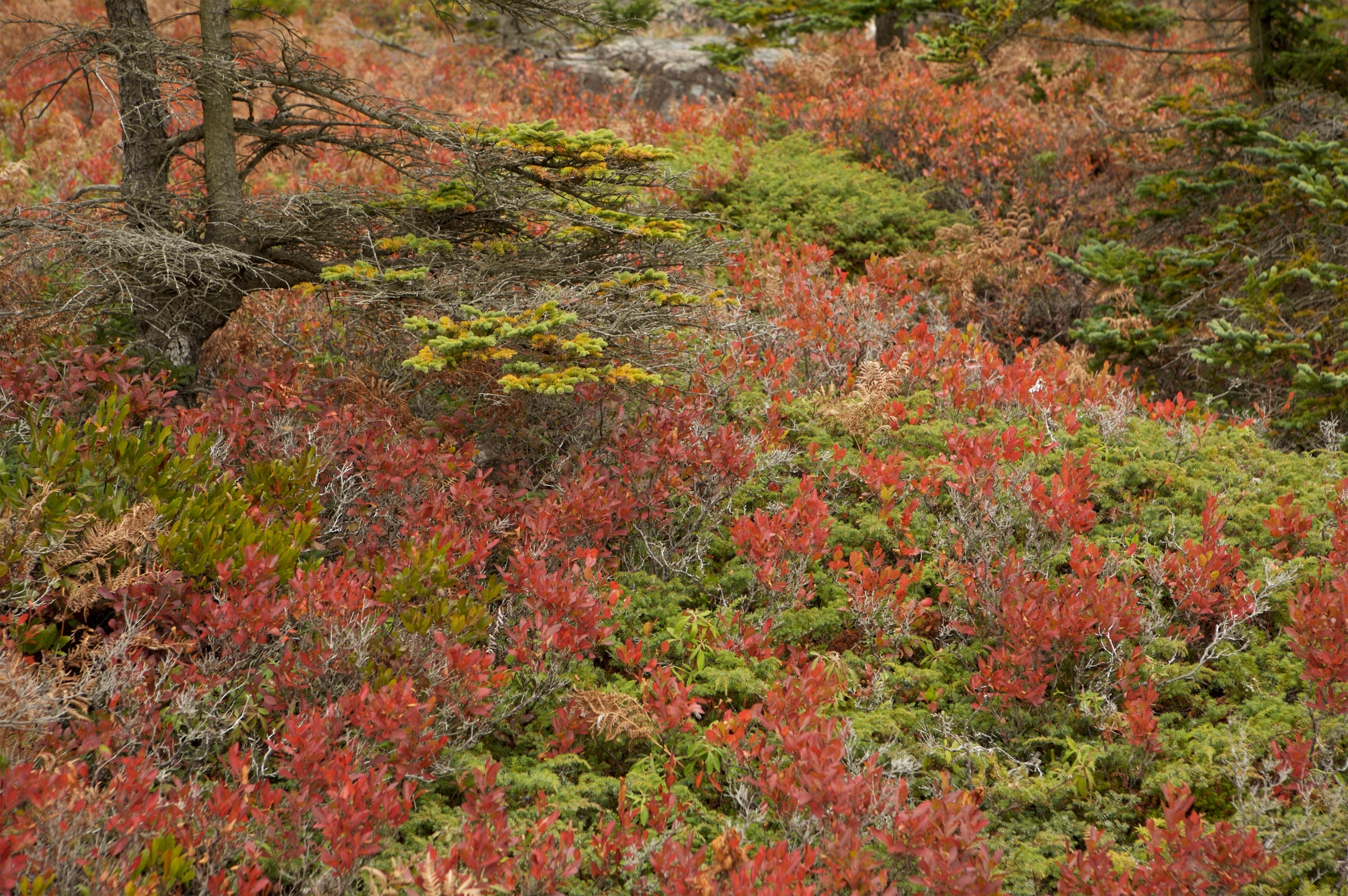 Spruce, ferns, and blueberry in a wooded patch at Ship harbor on Mt Desert Island