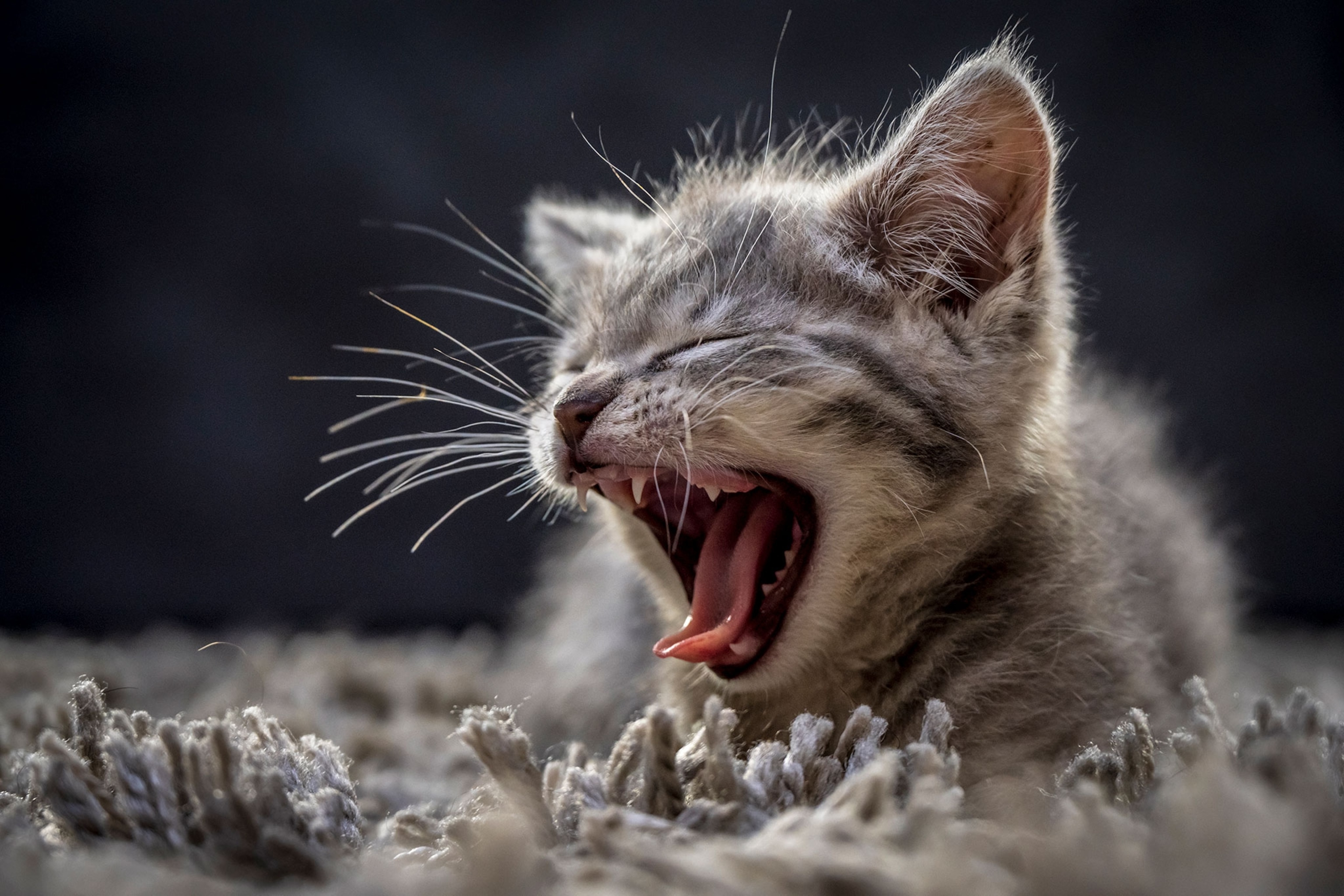 A grey and white kitten with large, thick whiskers, yawns while lying on thick, grey carpet.