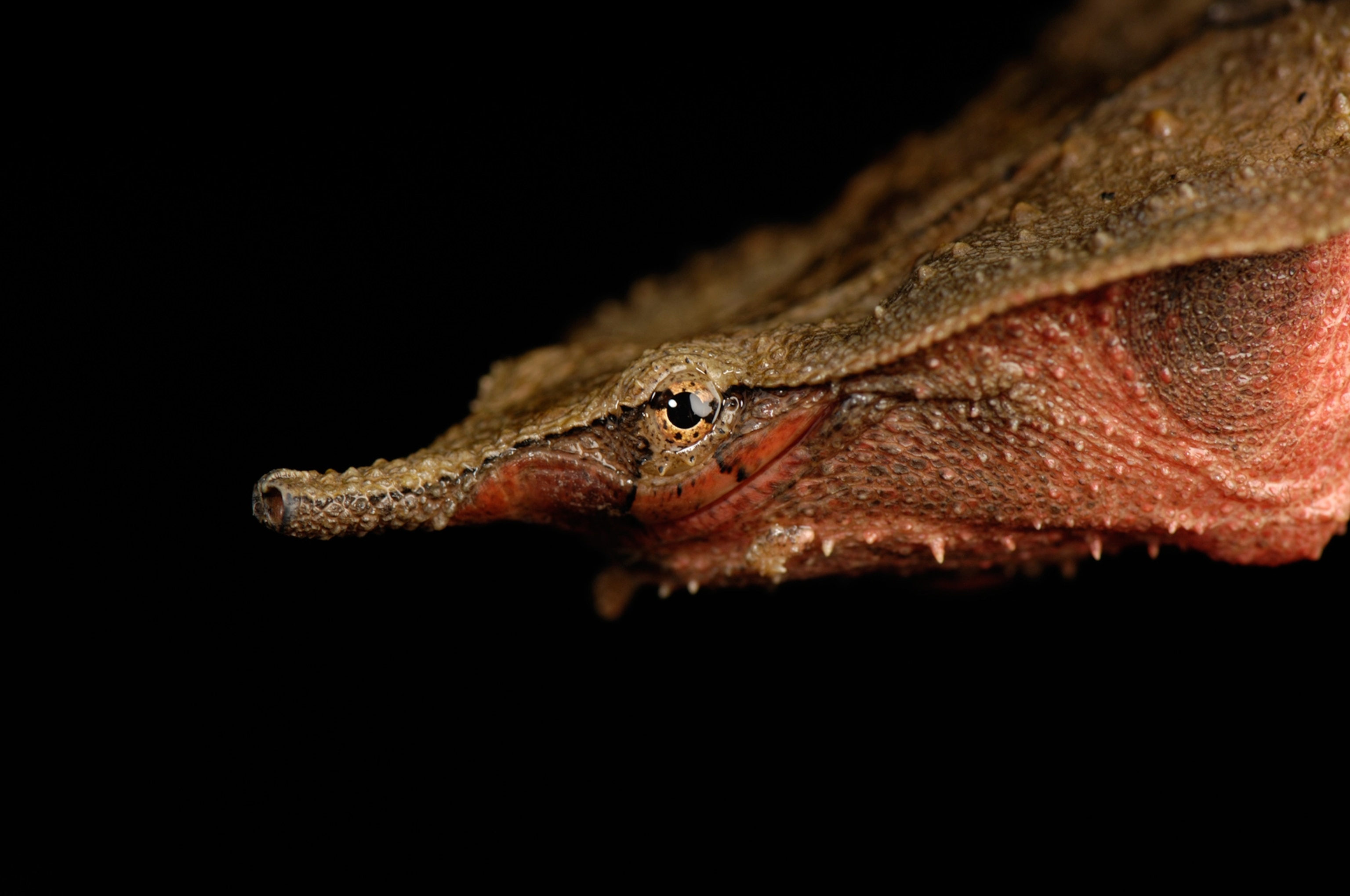 a mata mata turtle