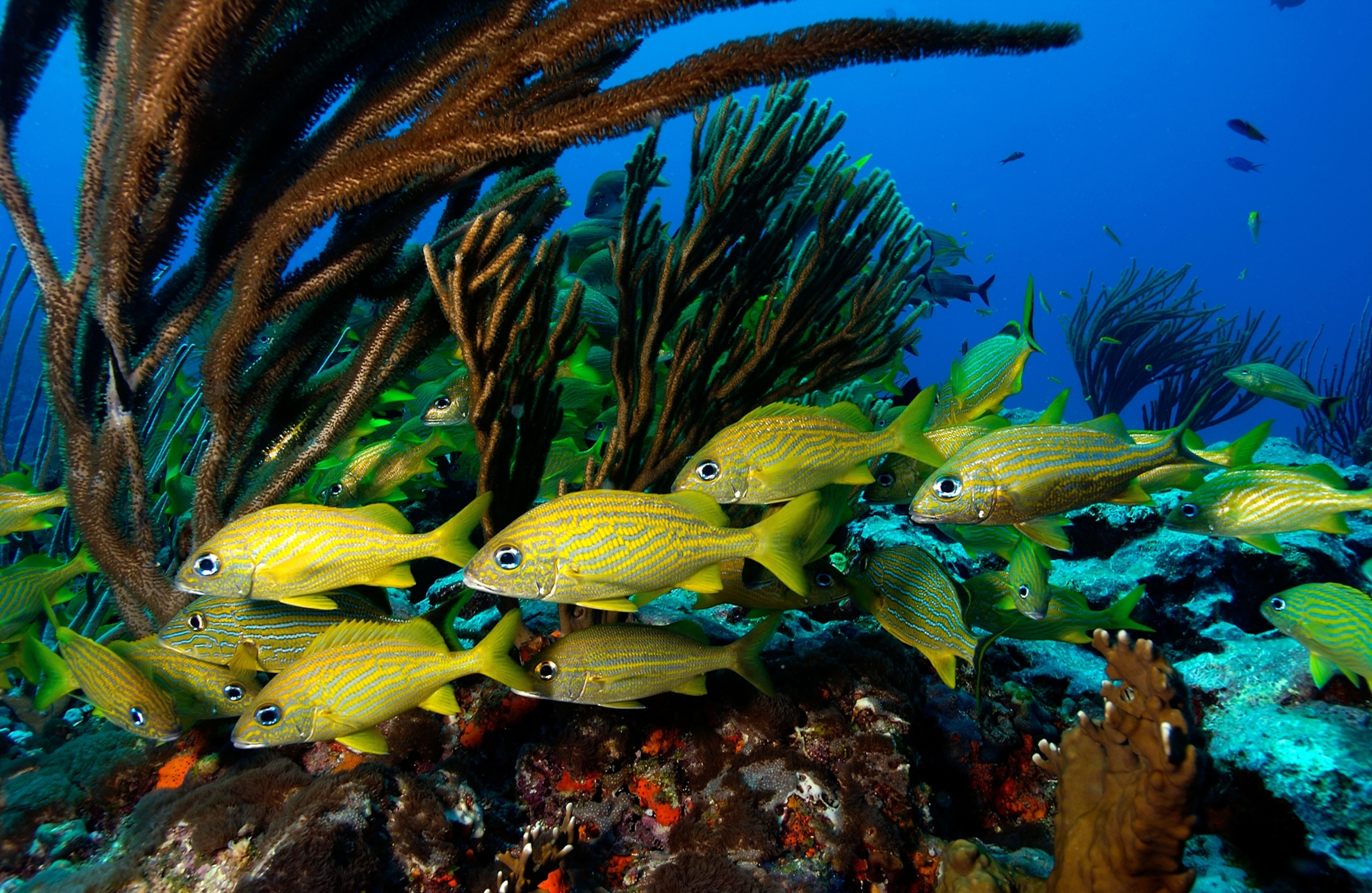 fish on a reef in Puerto Rico