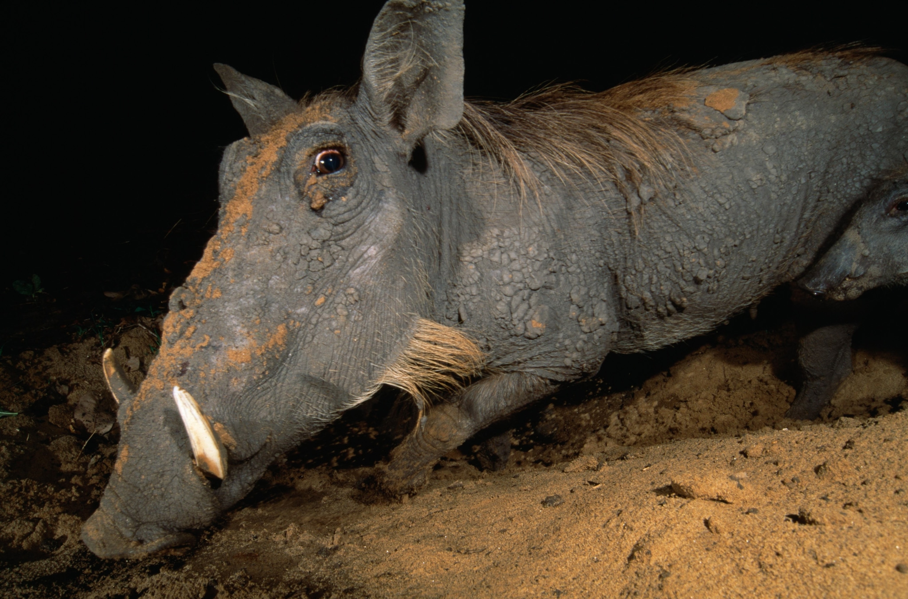 a warthog in the mud in Luangwa Valley, Zambia