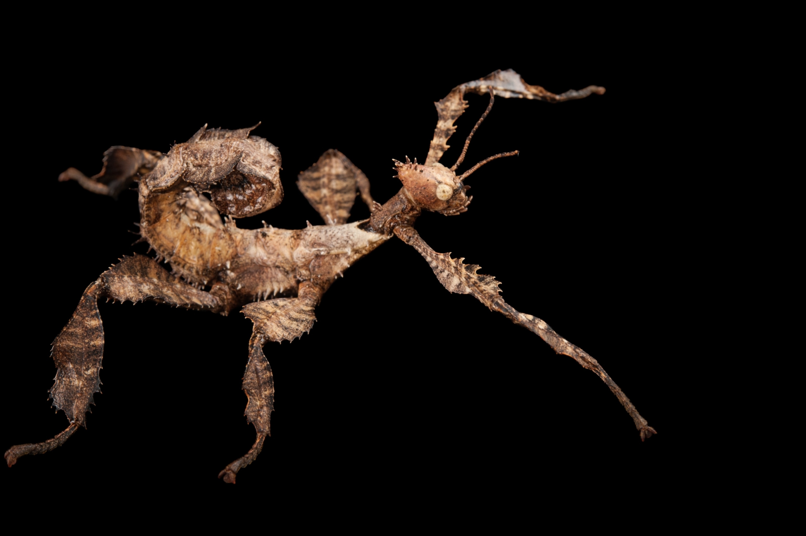 stick bug