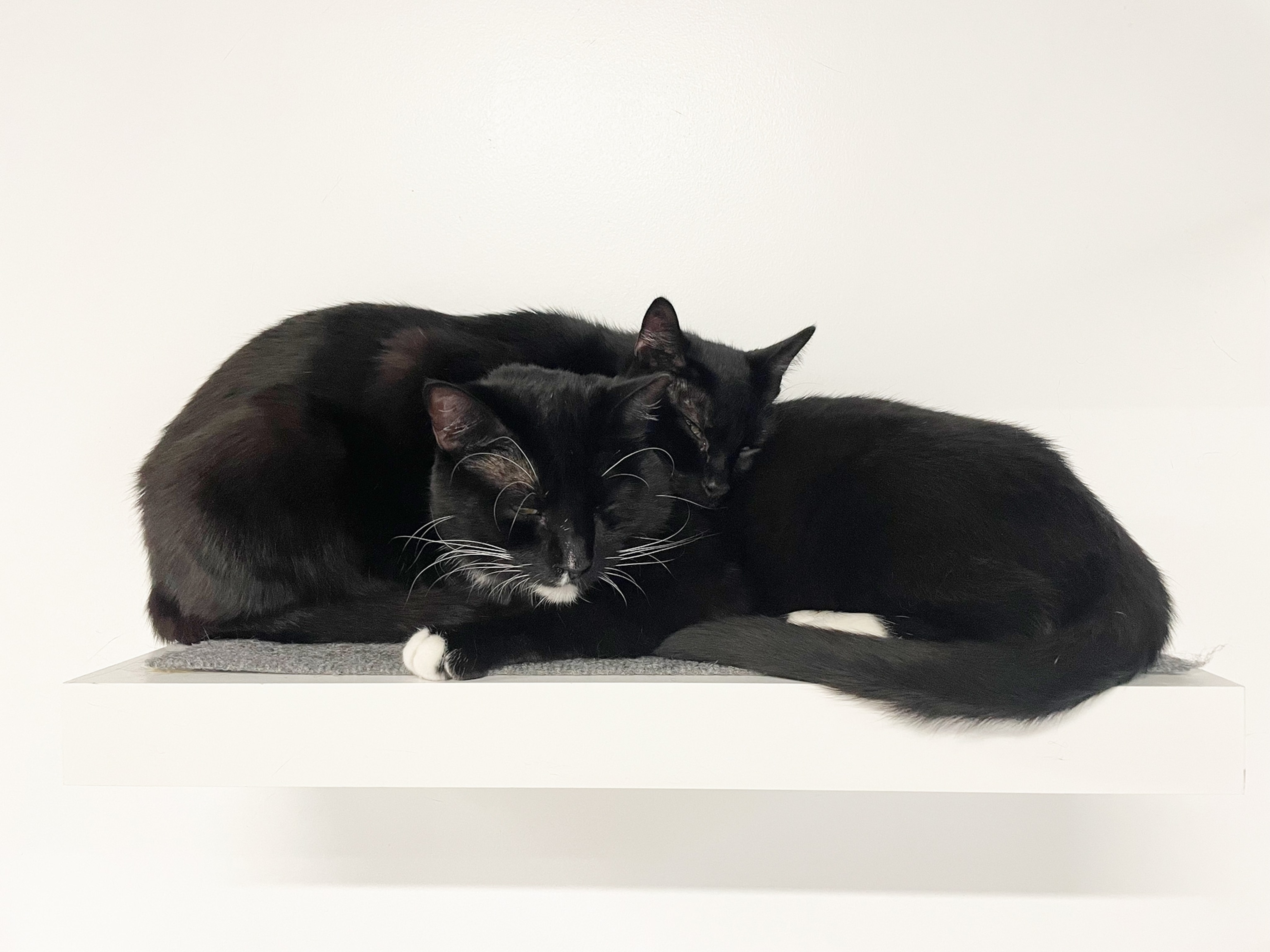 two black cats sleeping intertwined