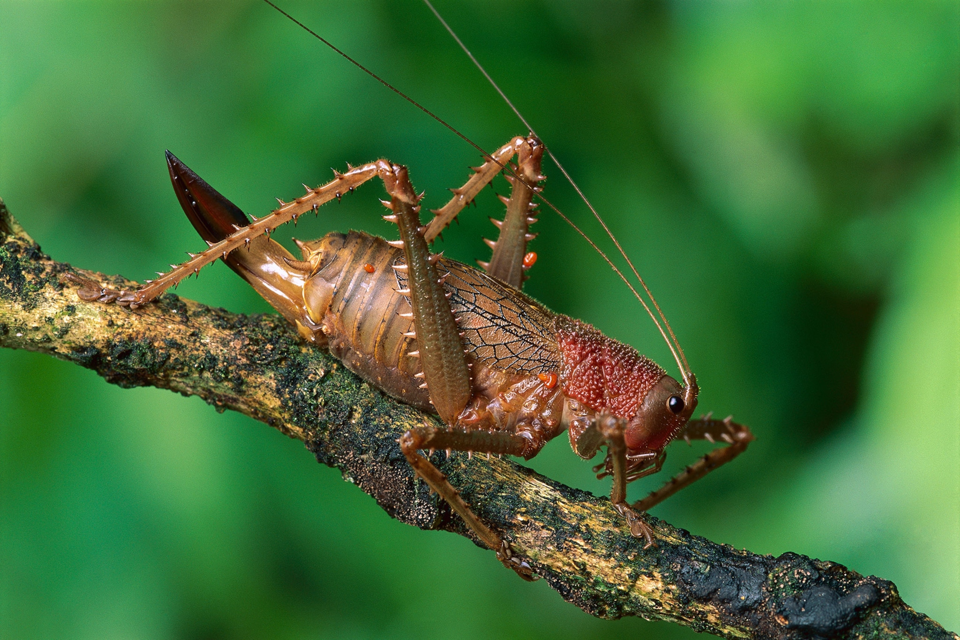 a katydid