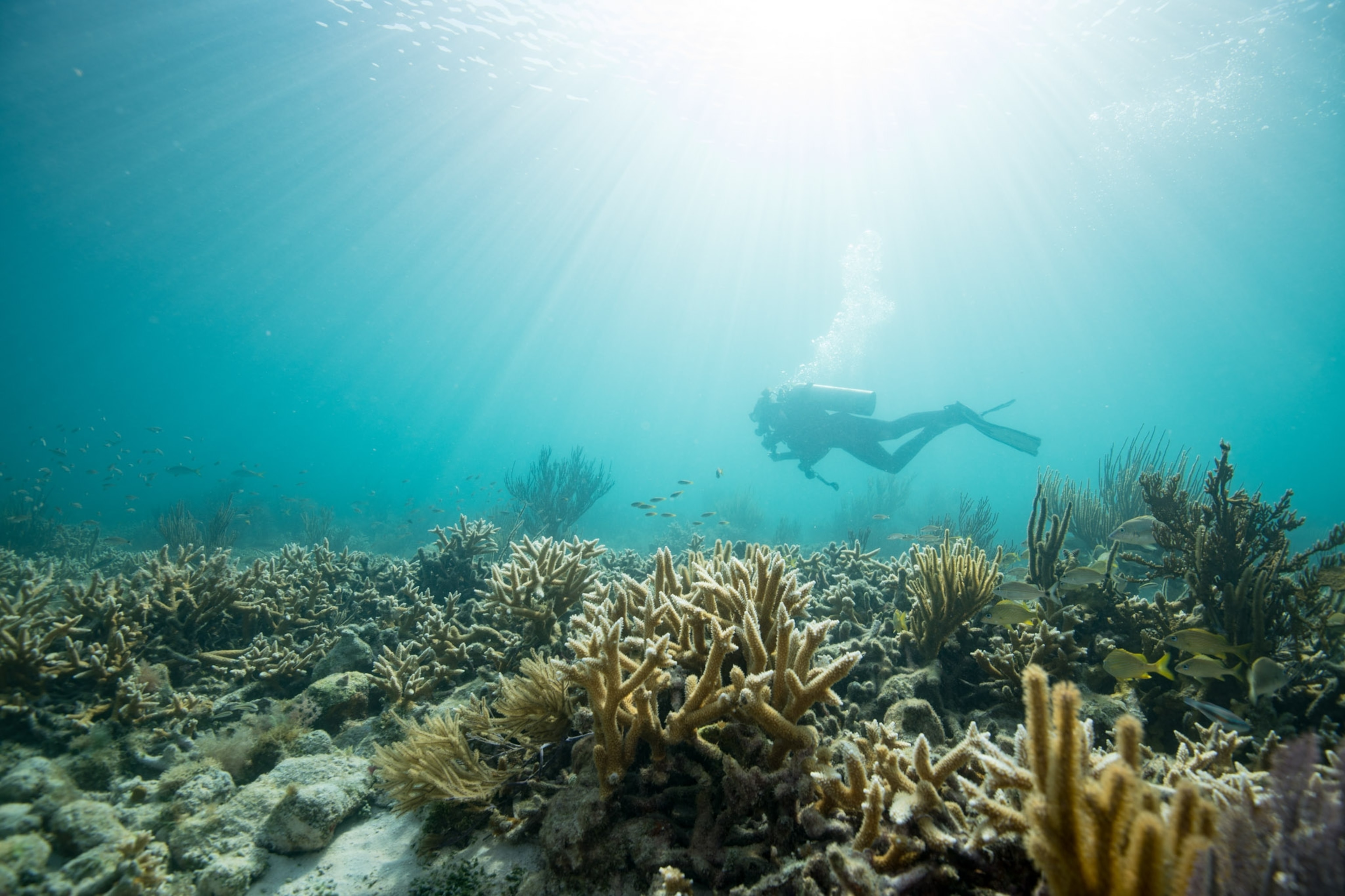 Light blue water has streams of light peering through into the depths with coral and small fish.