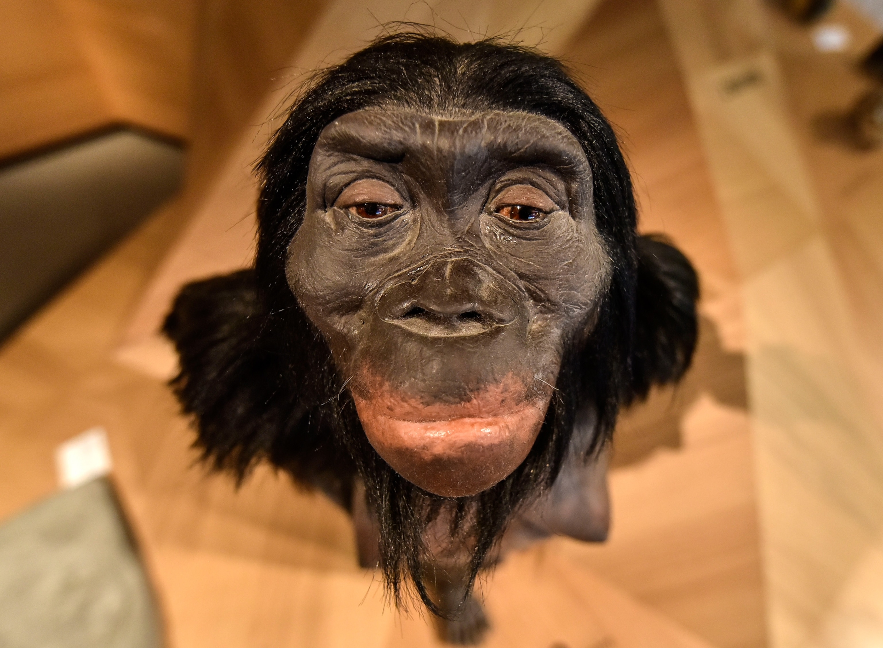 A head-on view of an ape-like reconstruction of Lucy.