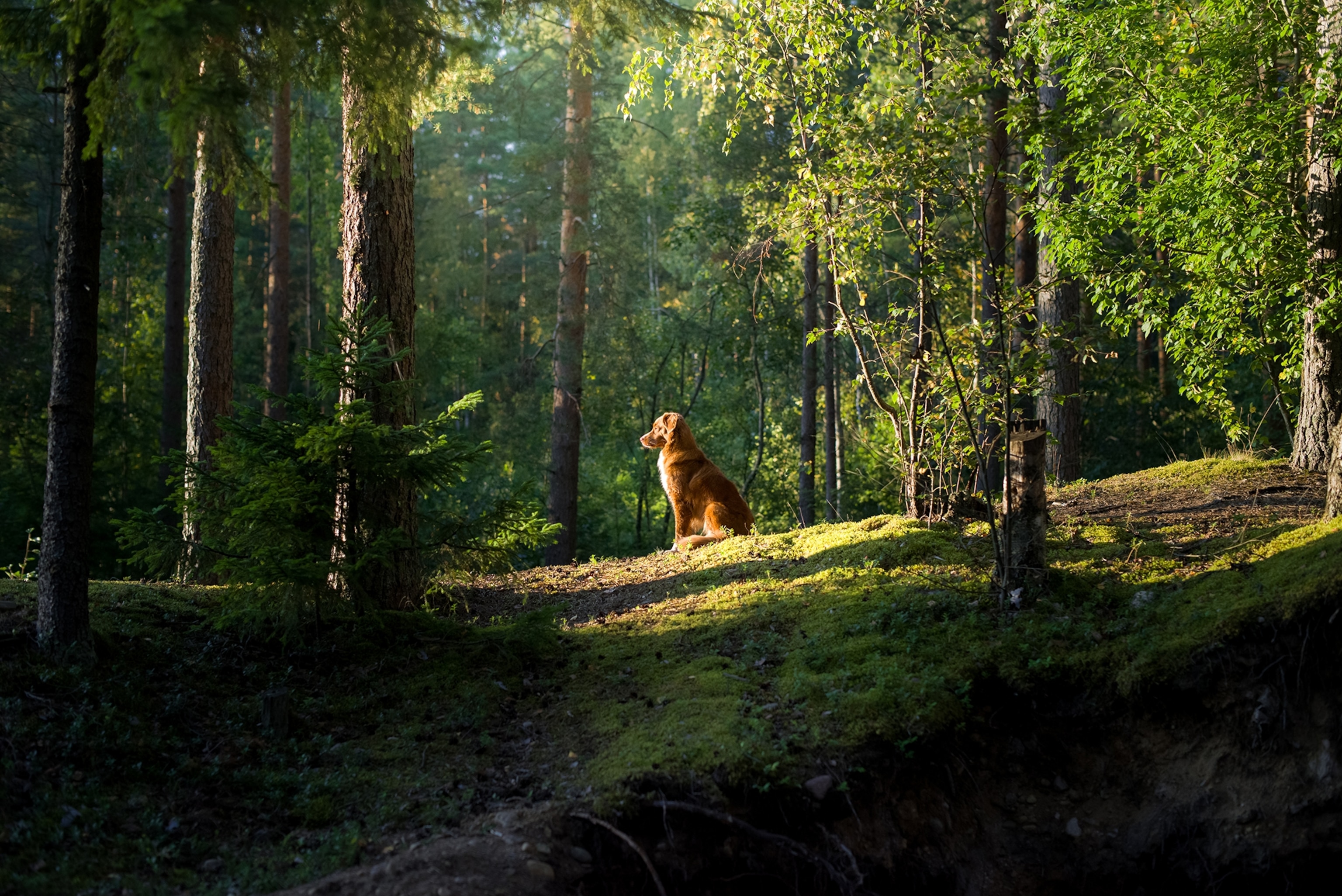dog in the forest. Nova Scotia Duck Tolling Retriever in nature, among the trees