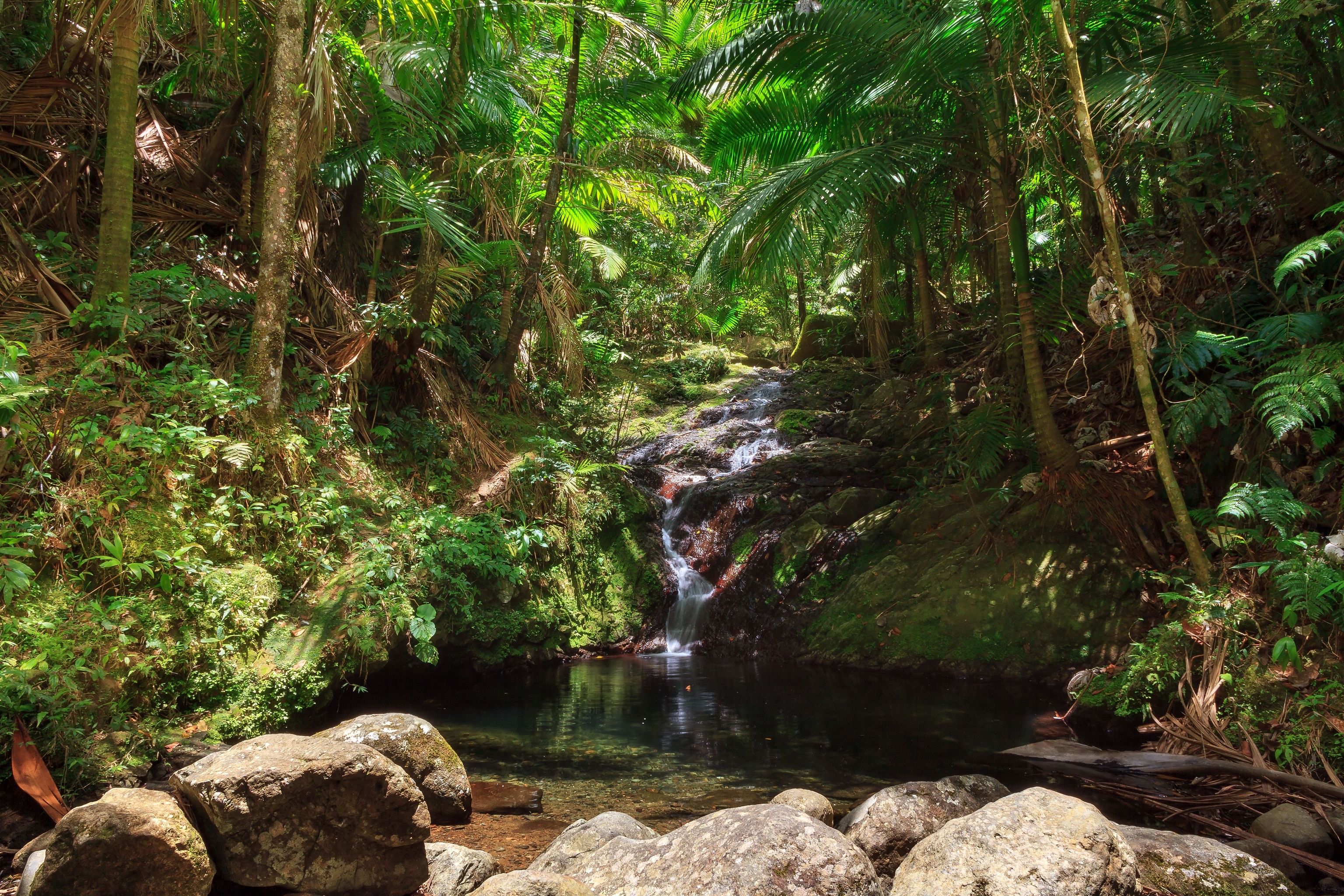 small cascade in the Puerto Rican rainforest