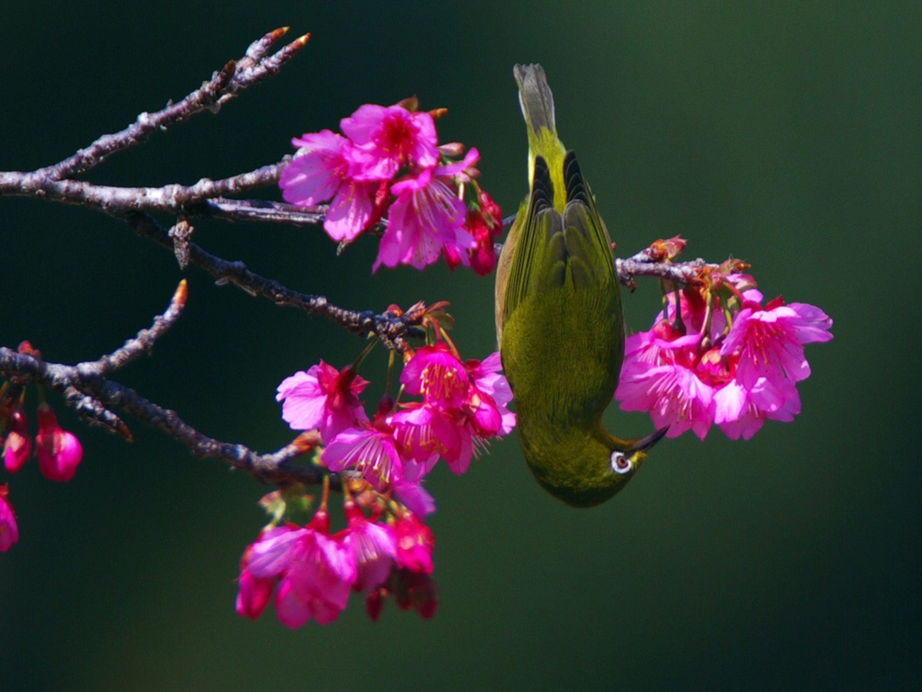A bird hanging upside down on a flowering branch