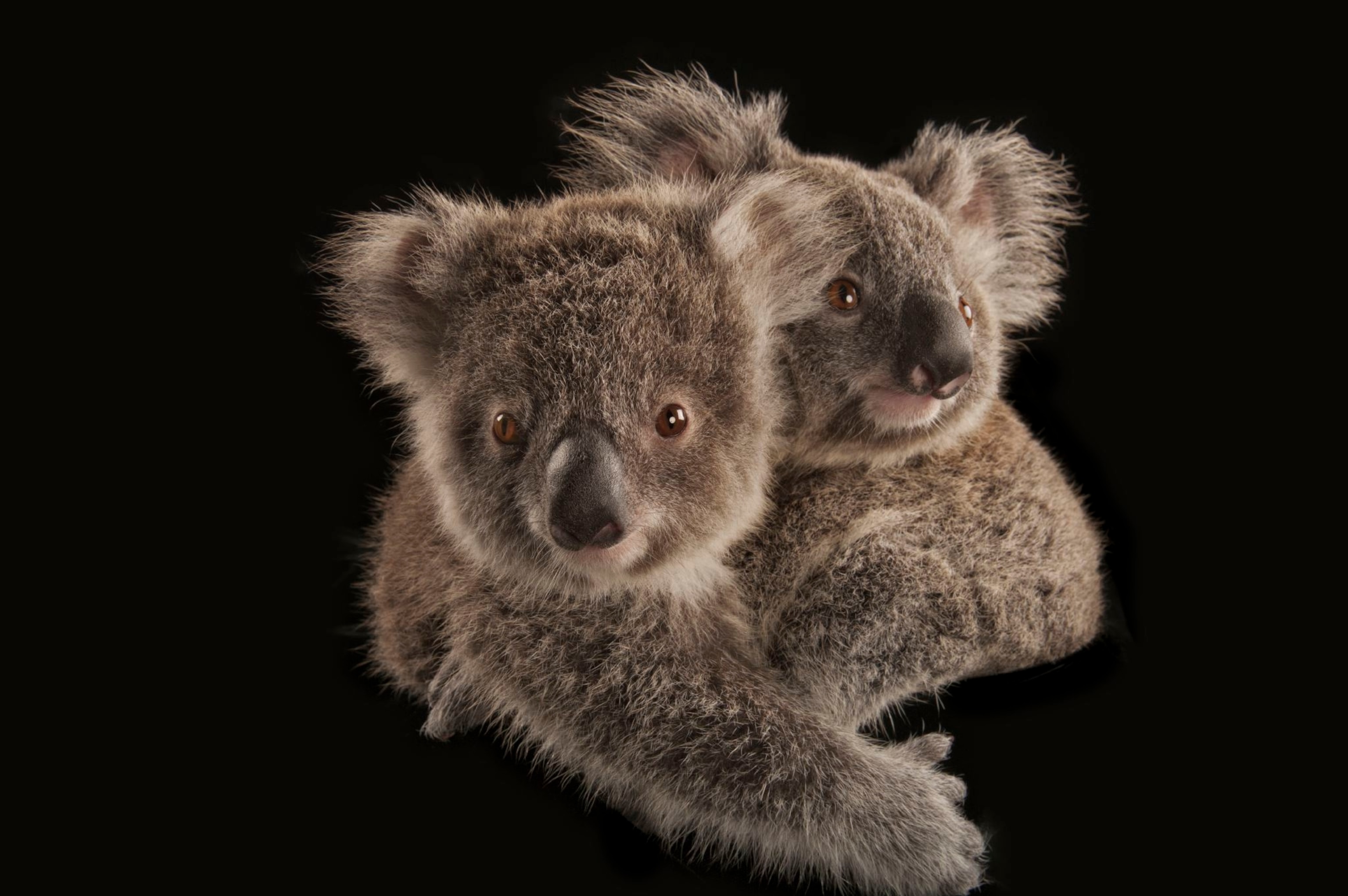 a pair of koalas joeys