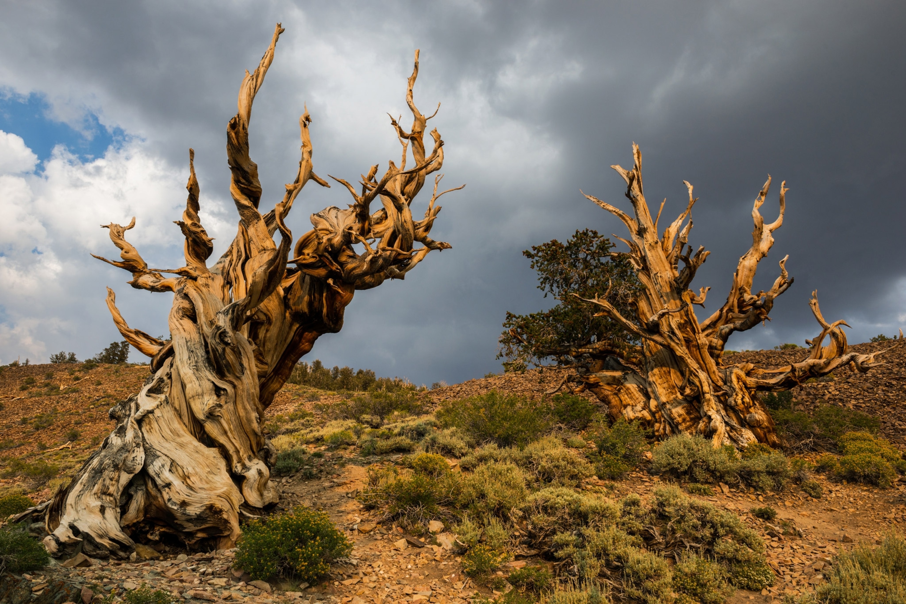 trees in the desert in front of a cloudy sky