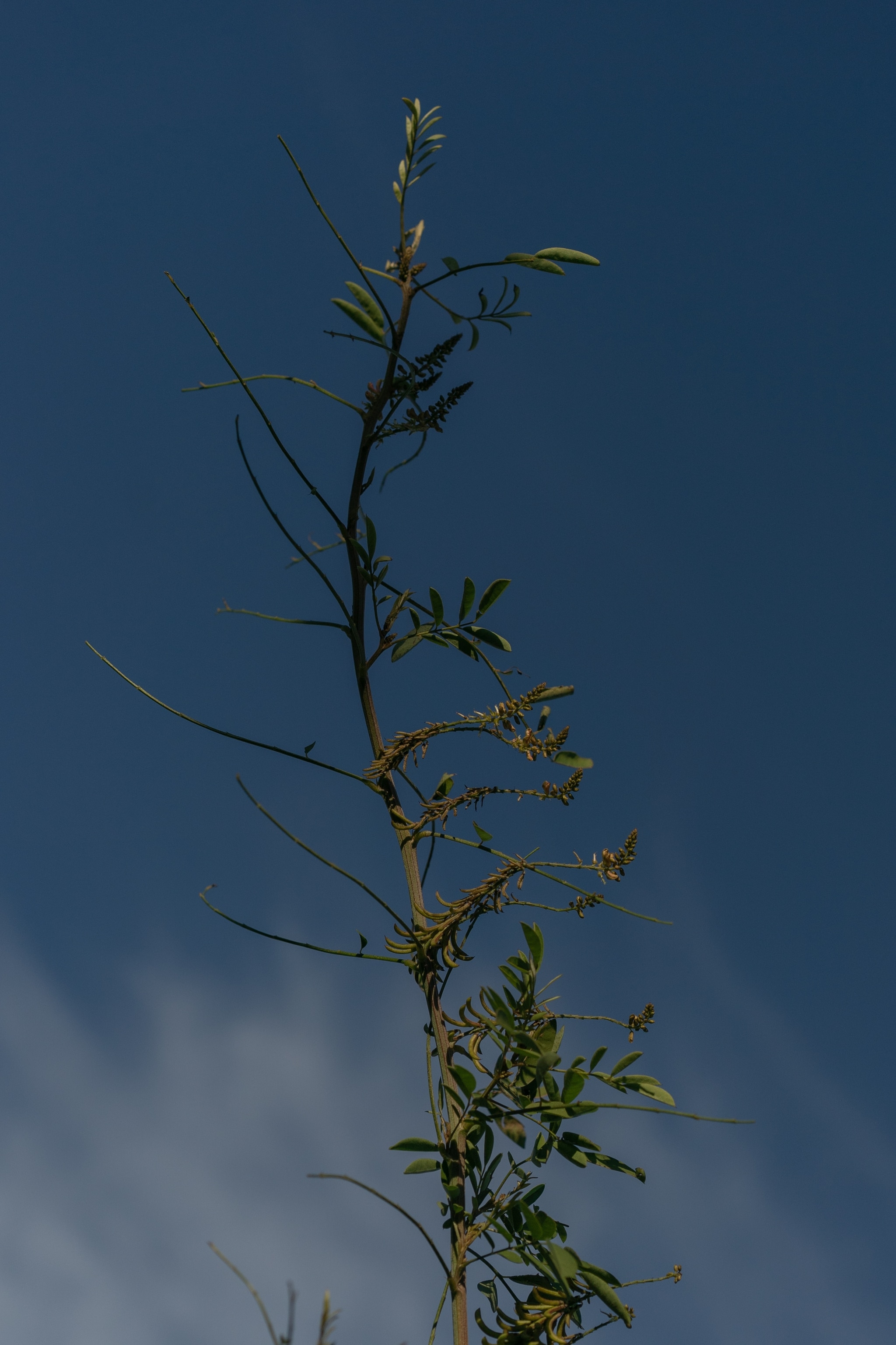 Indigo stalk at Dogleg Farms (now Ogee Farms) in Johns Island, South Carolina