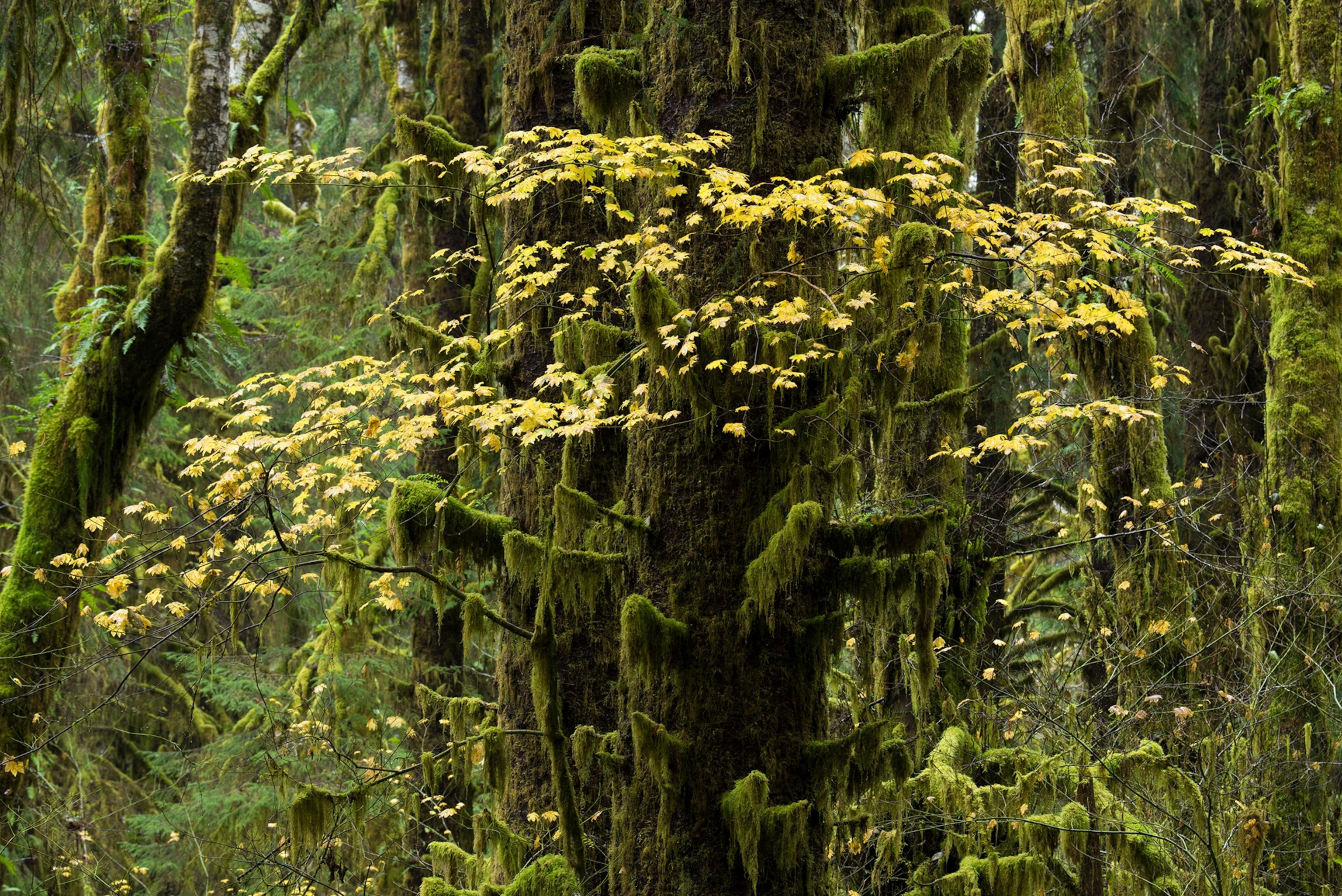 the hemlock forest in Olympic National Park in Washington