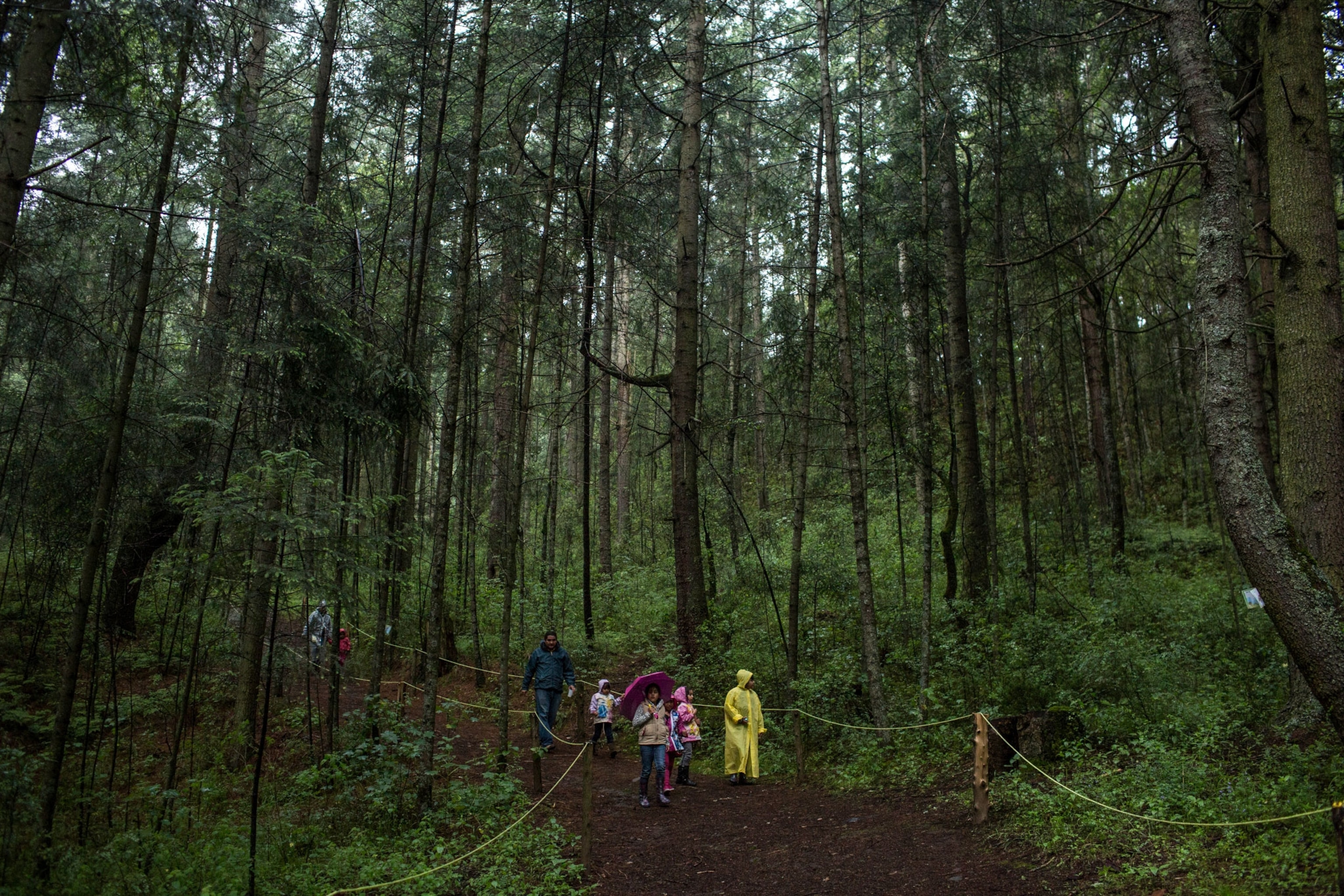 tourists walking through a forest