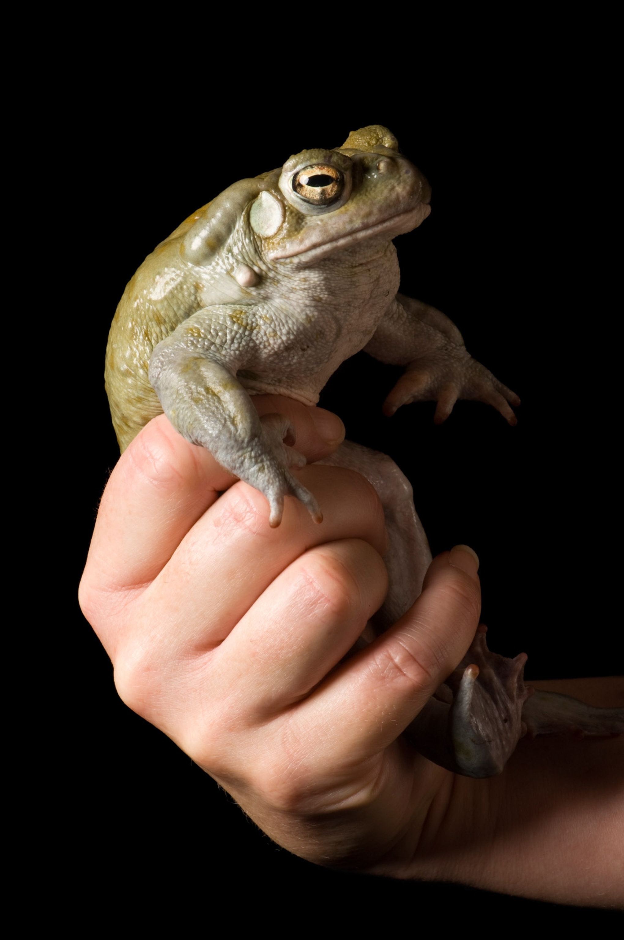 A toad on a black background being held up by a hand.