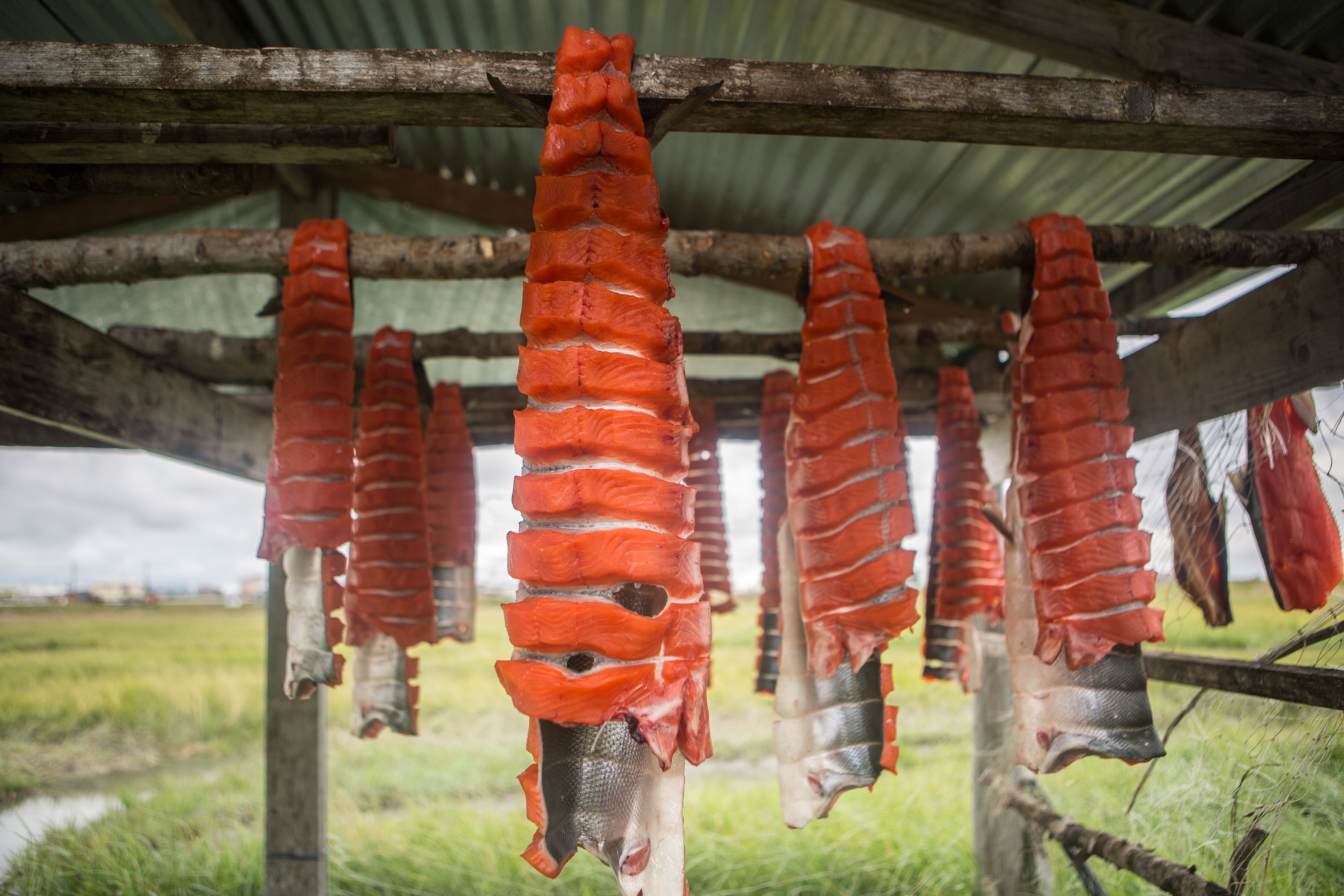 Salmon fillets hang on outdoor dry racks.