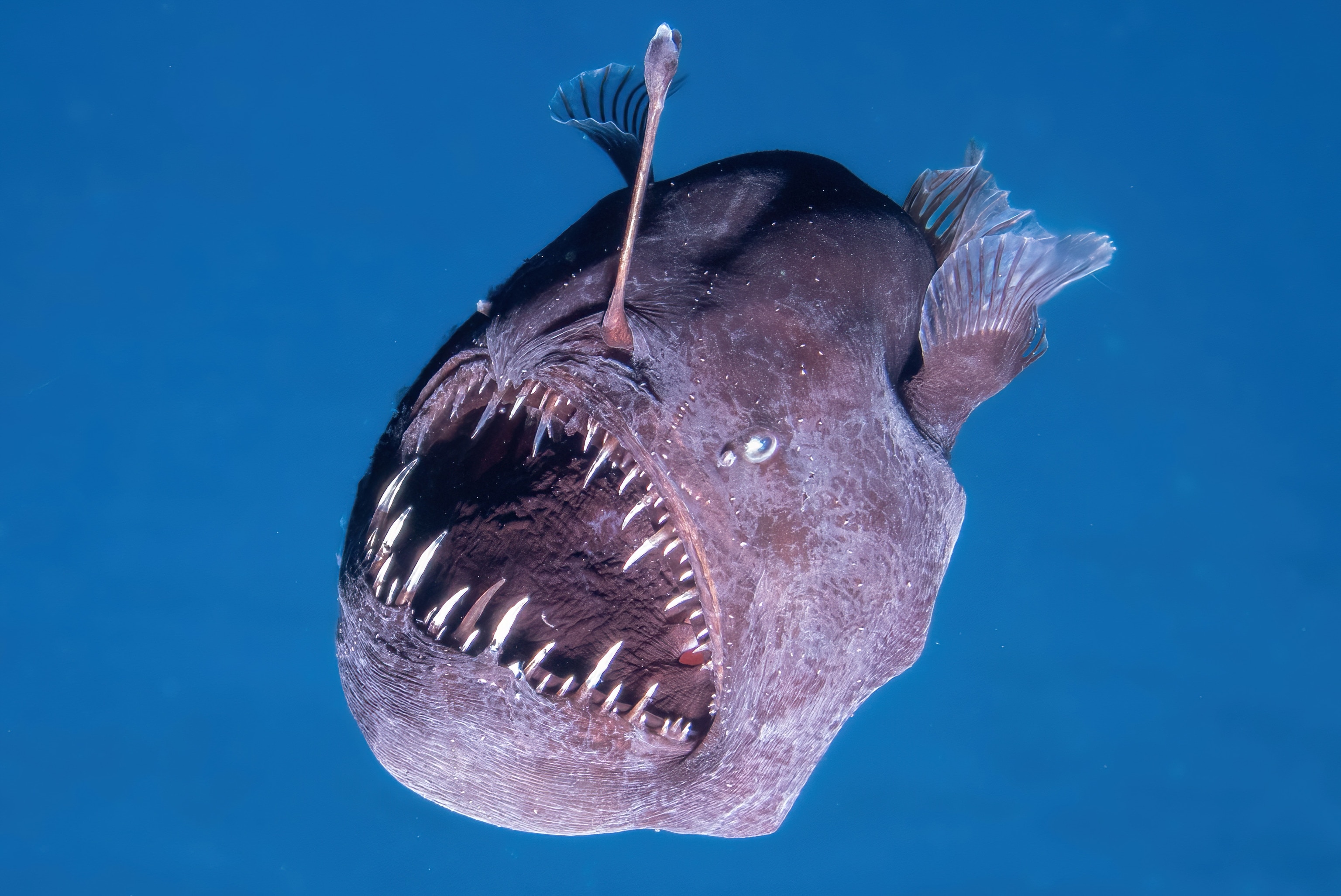 A fish with large teeth and scales.
