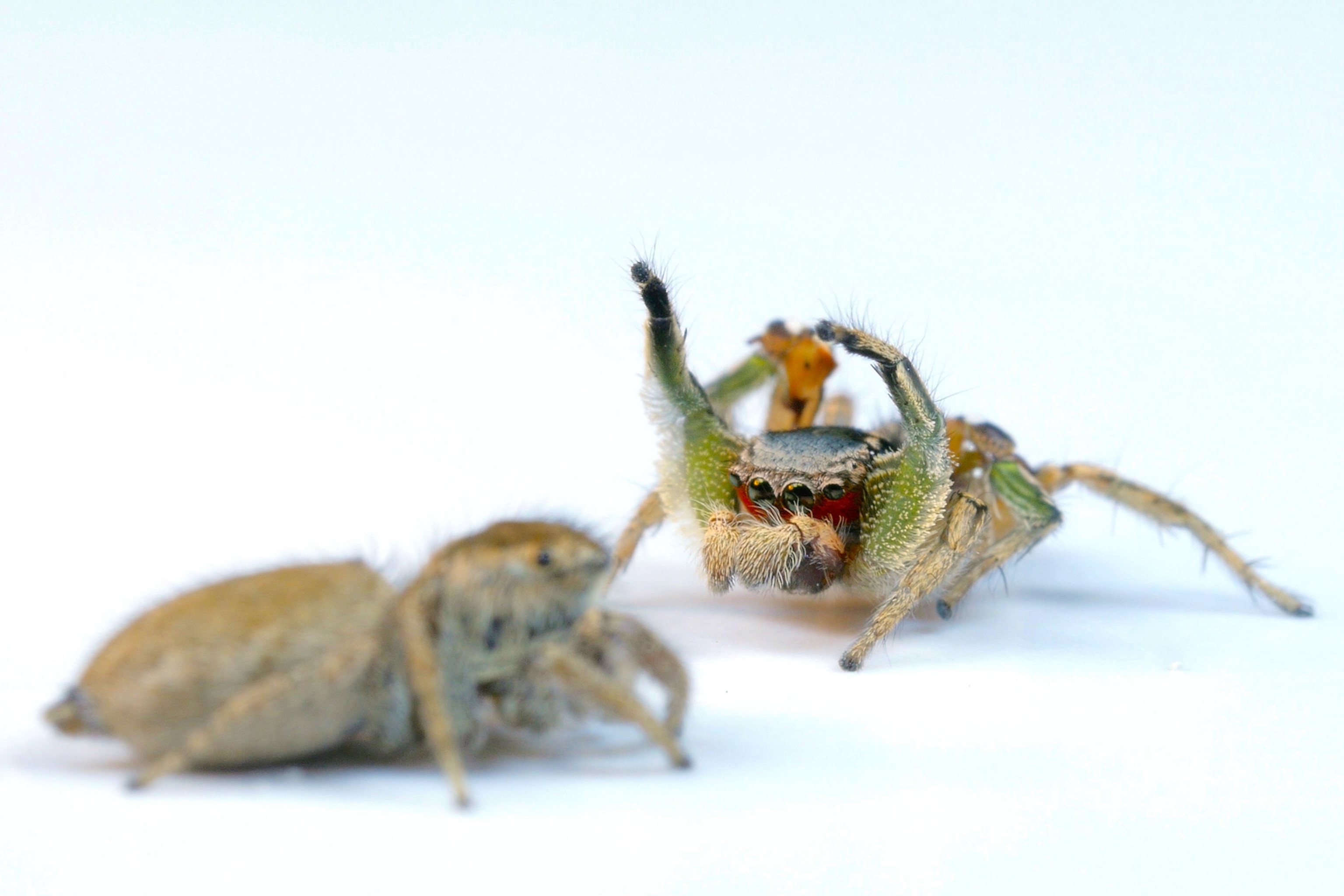 jumping spider