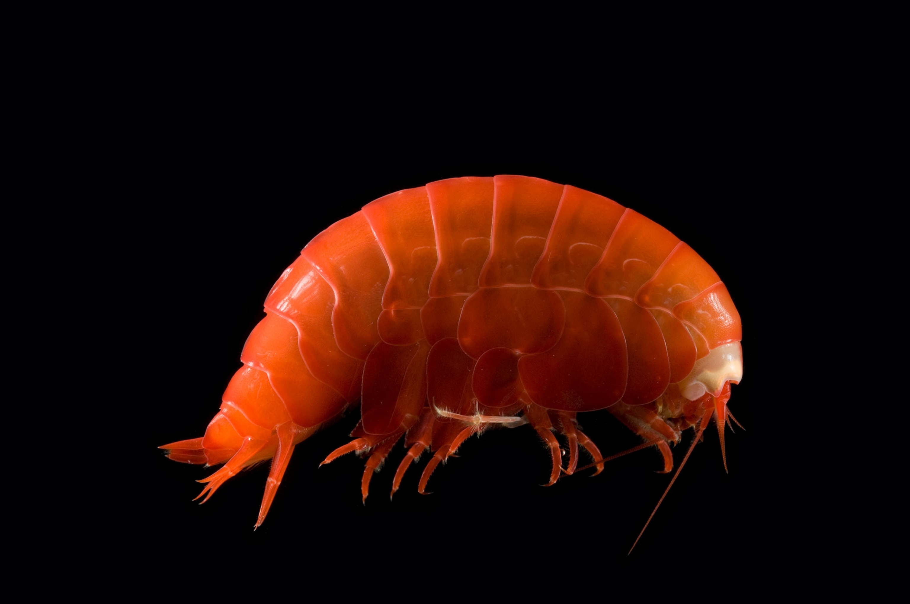 an amphipod