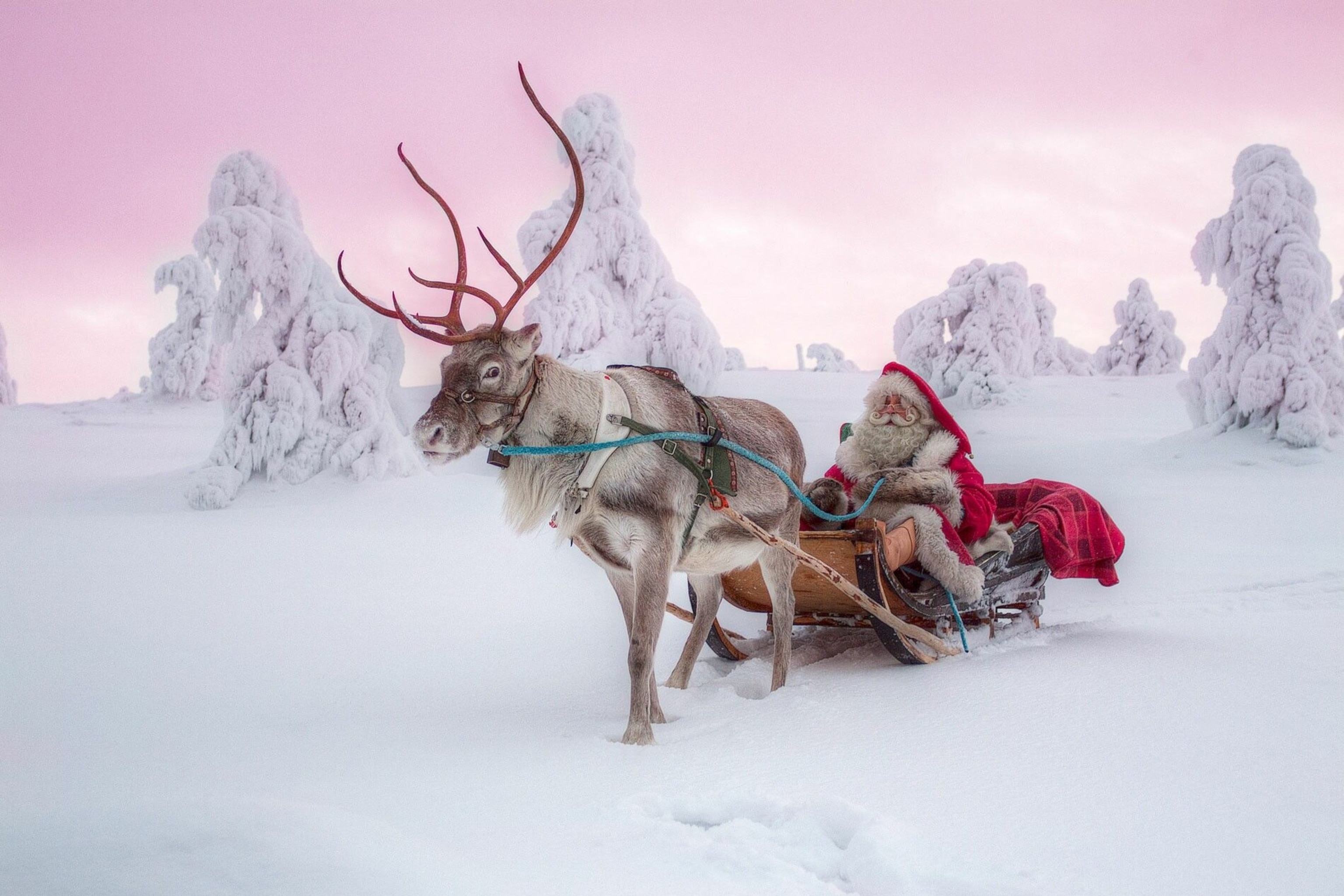 A reindeer pulling Santa in a sleigh.