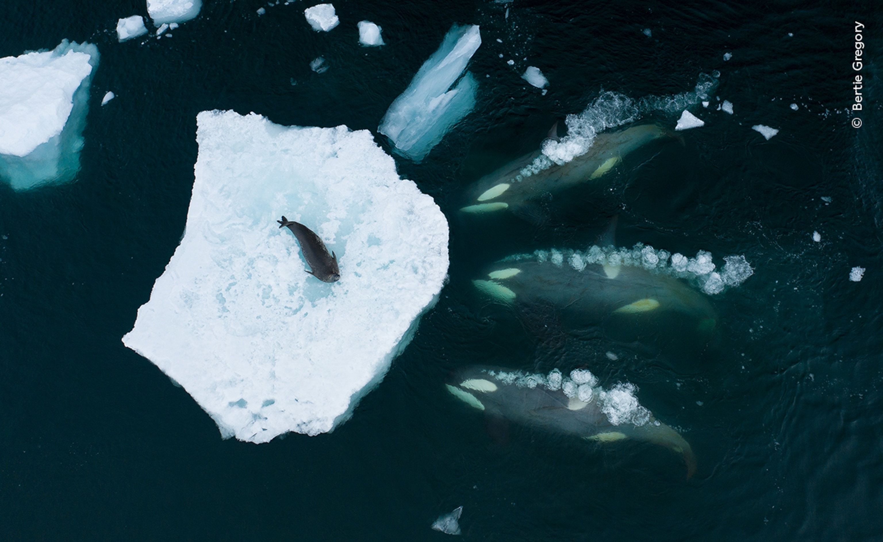 What almost looks like an open hand is an aerial of an iceberg, the 'palm of the hand,' upon which a lone Weddell seal sits while trying to avoid a group of orcas surrounding the iceberg, the 'fingers' of the hand.