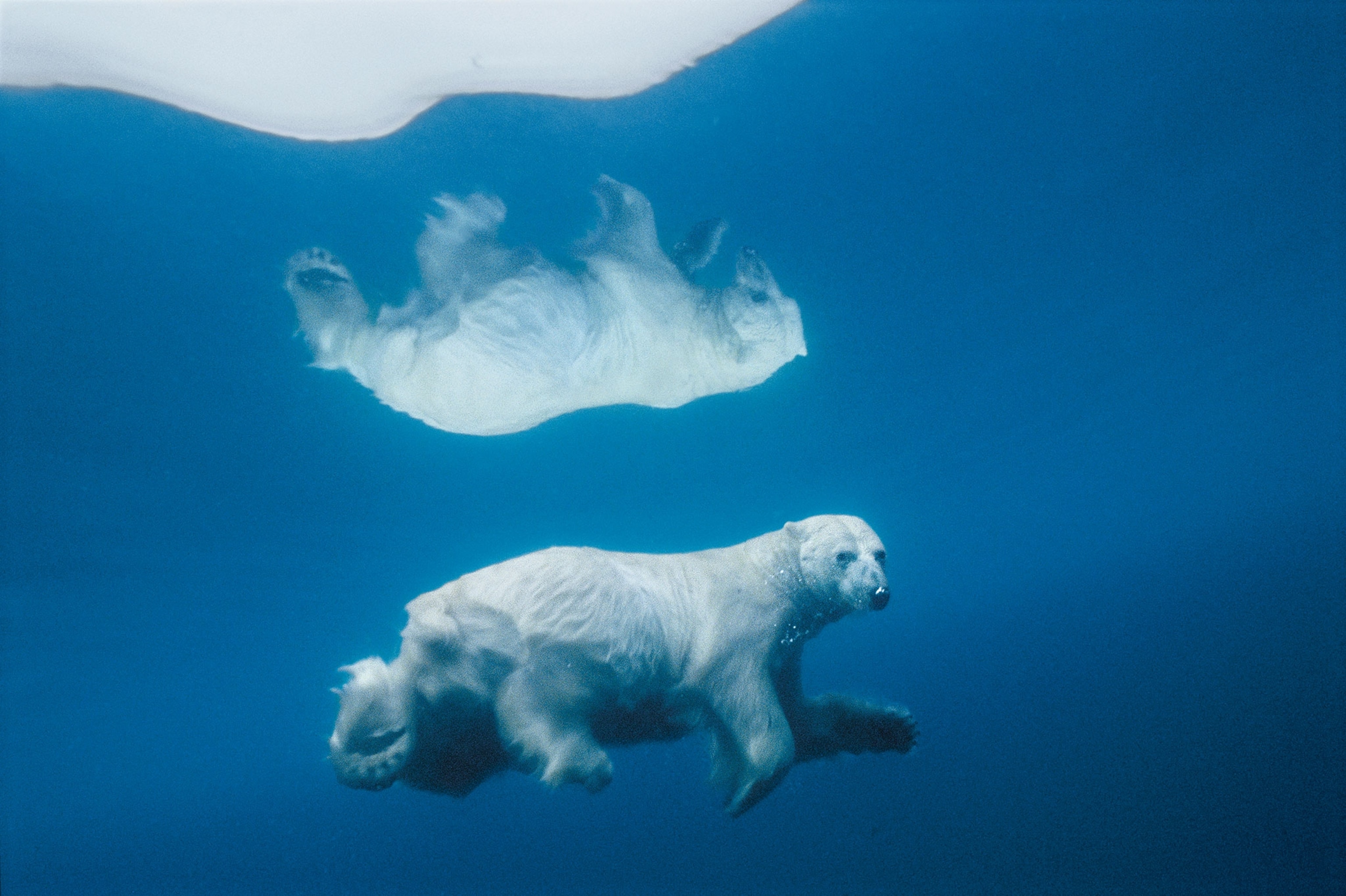 Polar bear swimming underwater under his upside-down reflection on water surface.