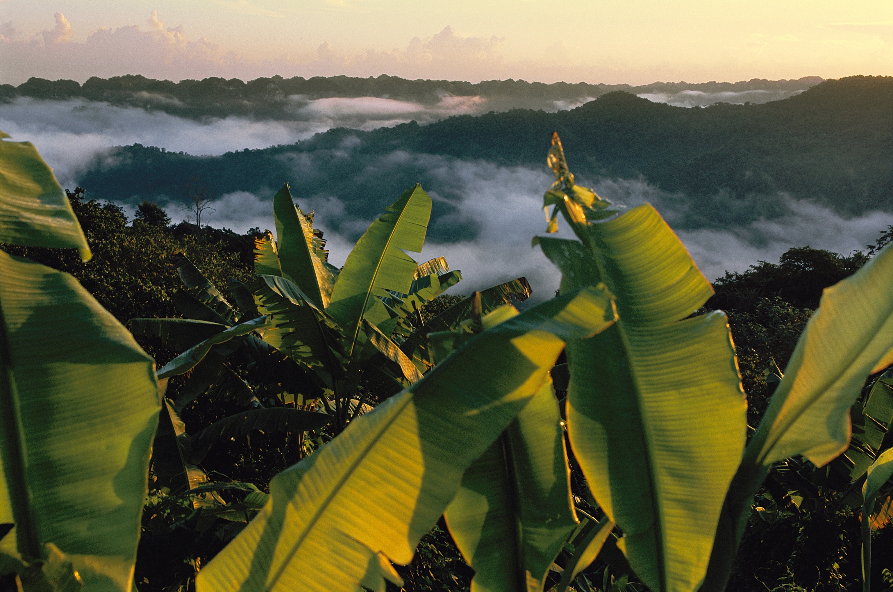 Morning mist moves through the plantain farms and mountains outside Utuado, Puerto Rico