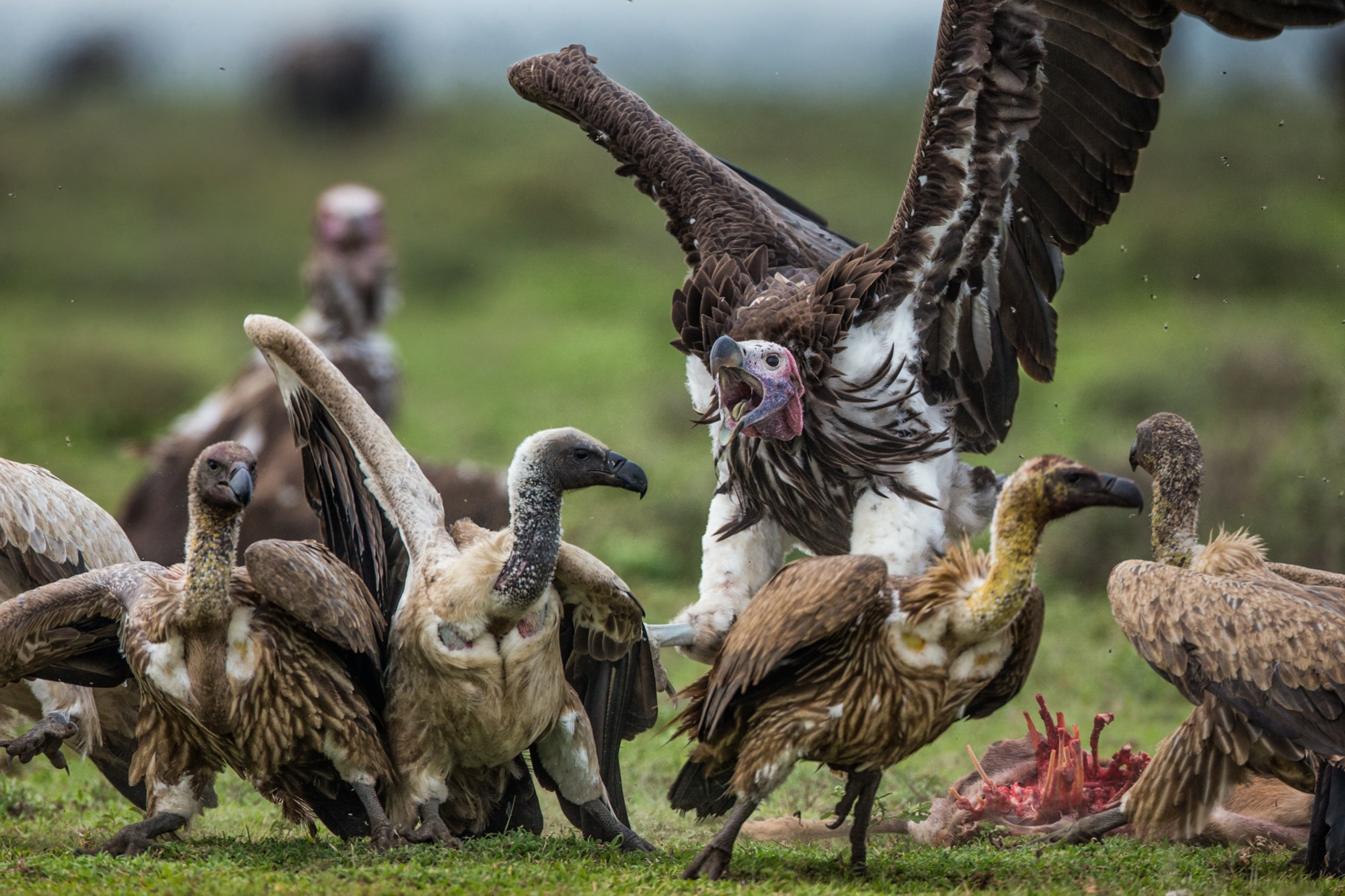 a lappet-faced vulture