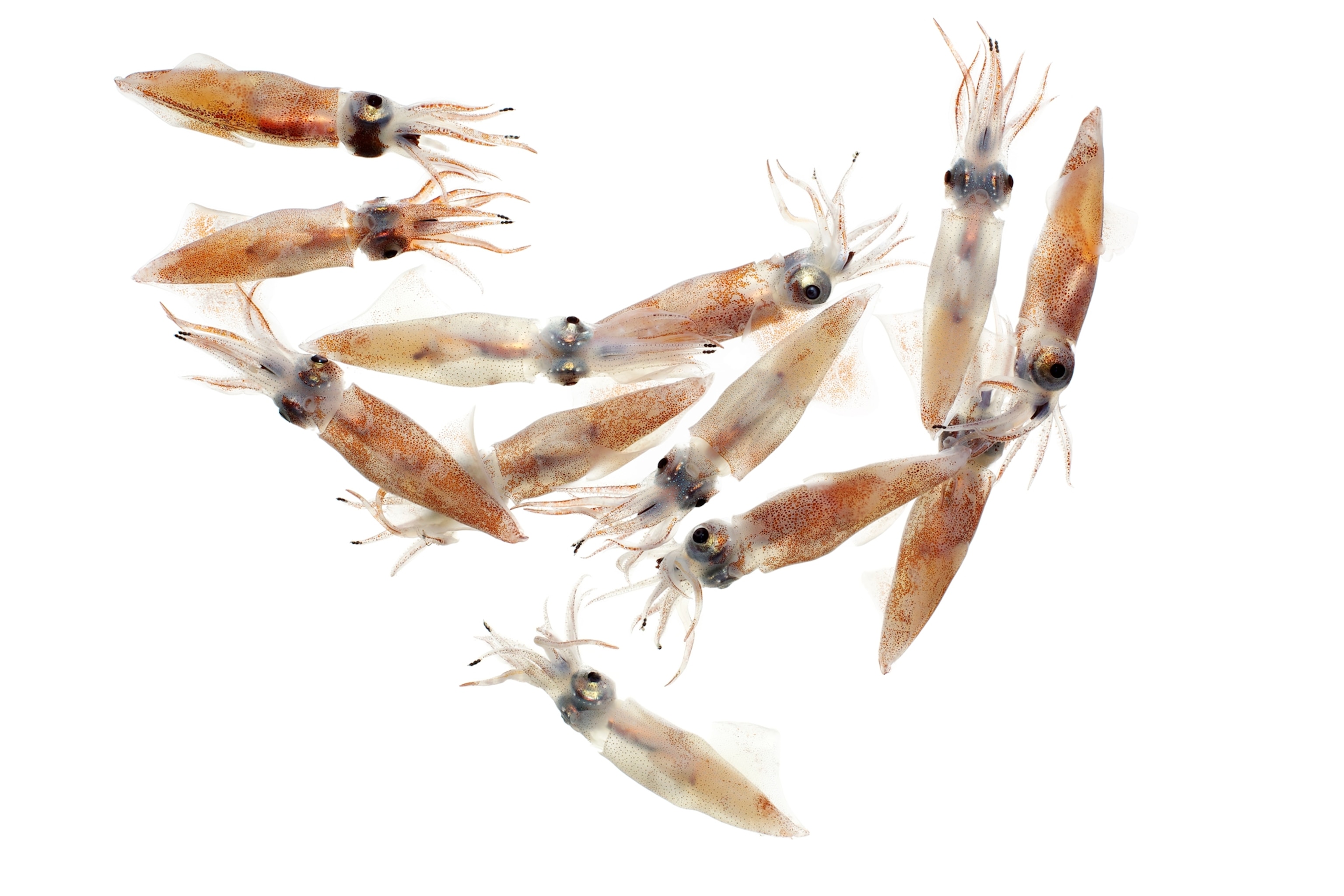 firefly squid
