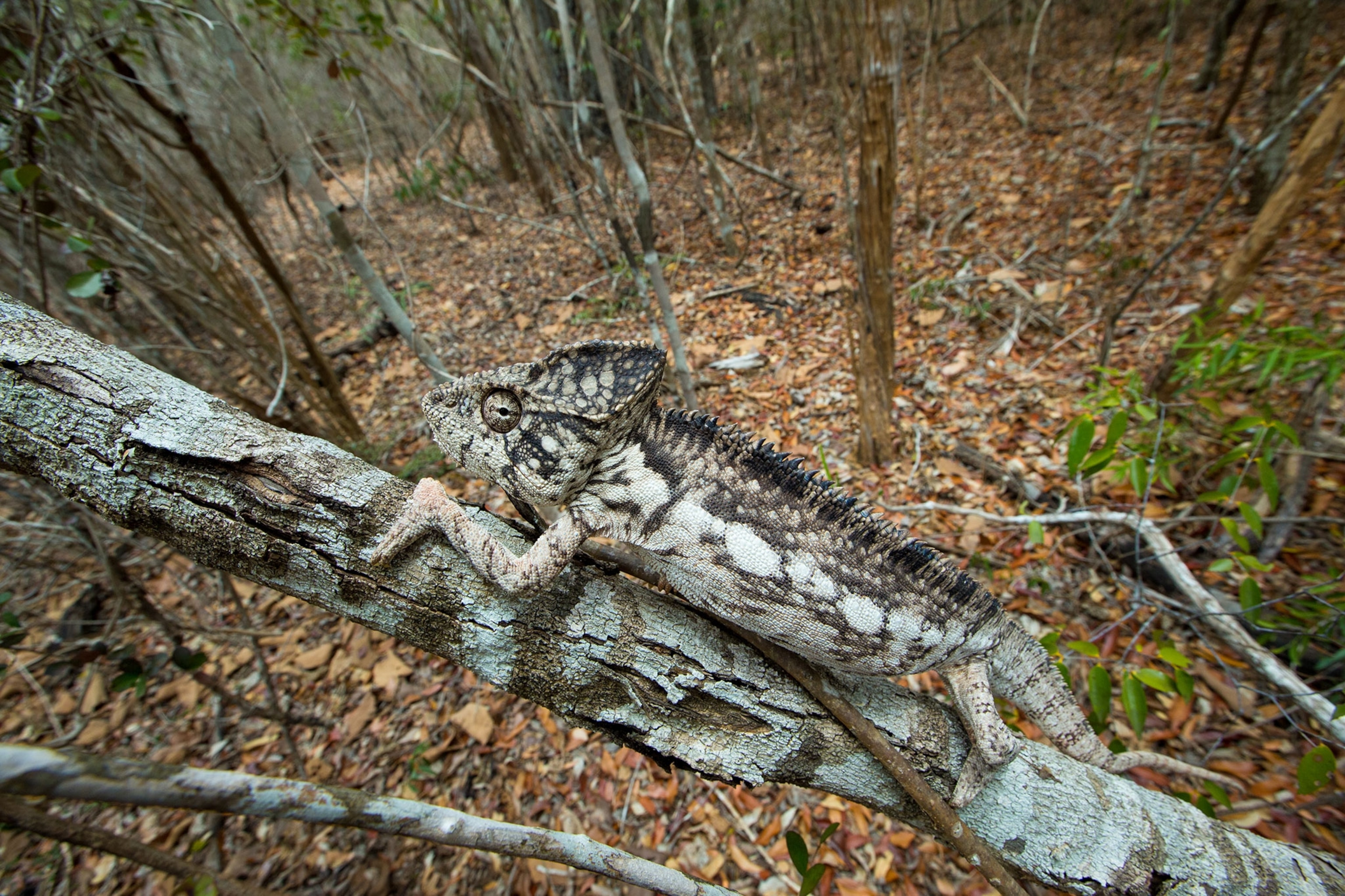 a malagasy giant chameleon