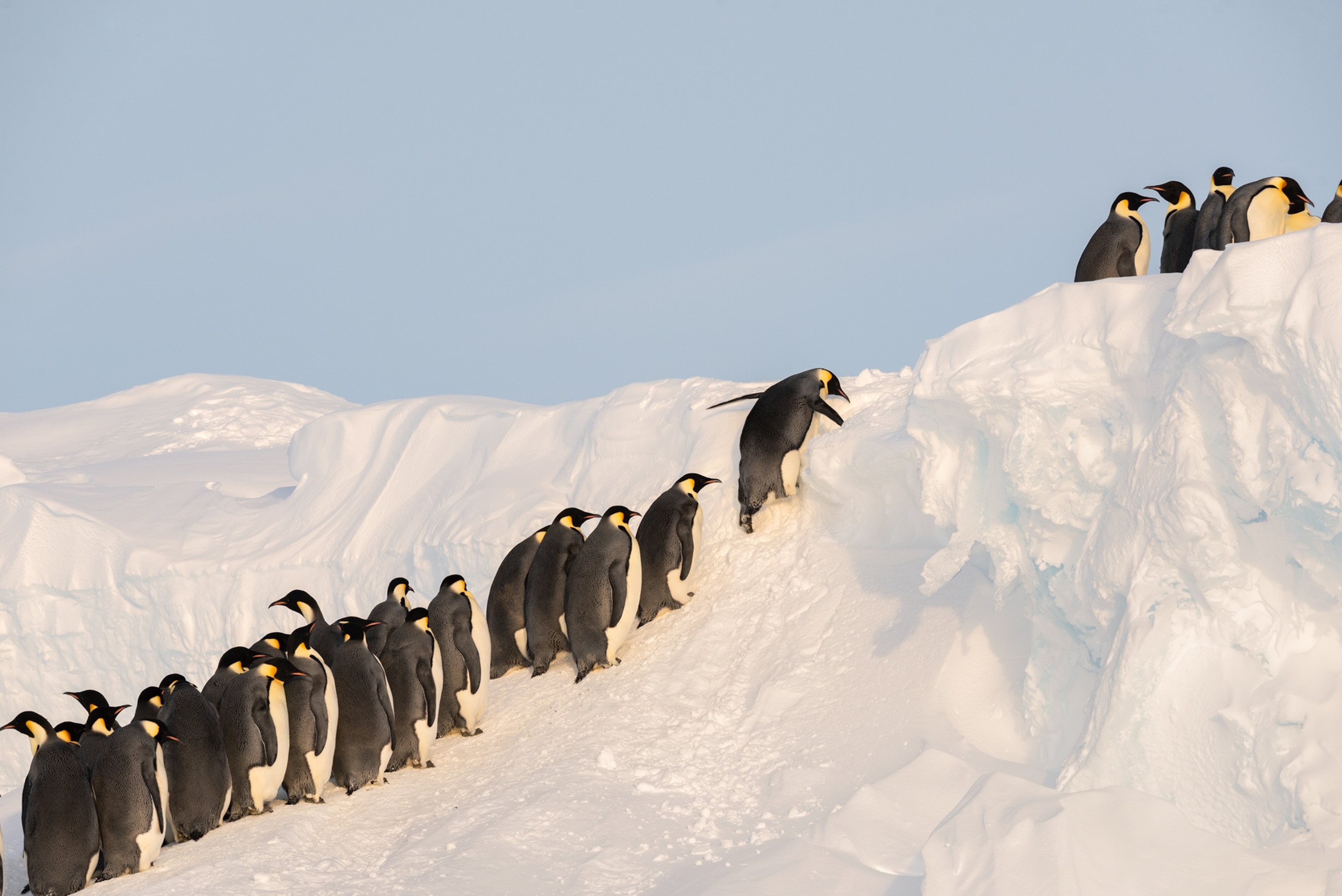 line of penguins climbing icy slope.