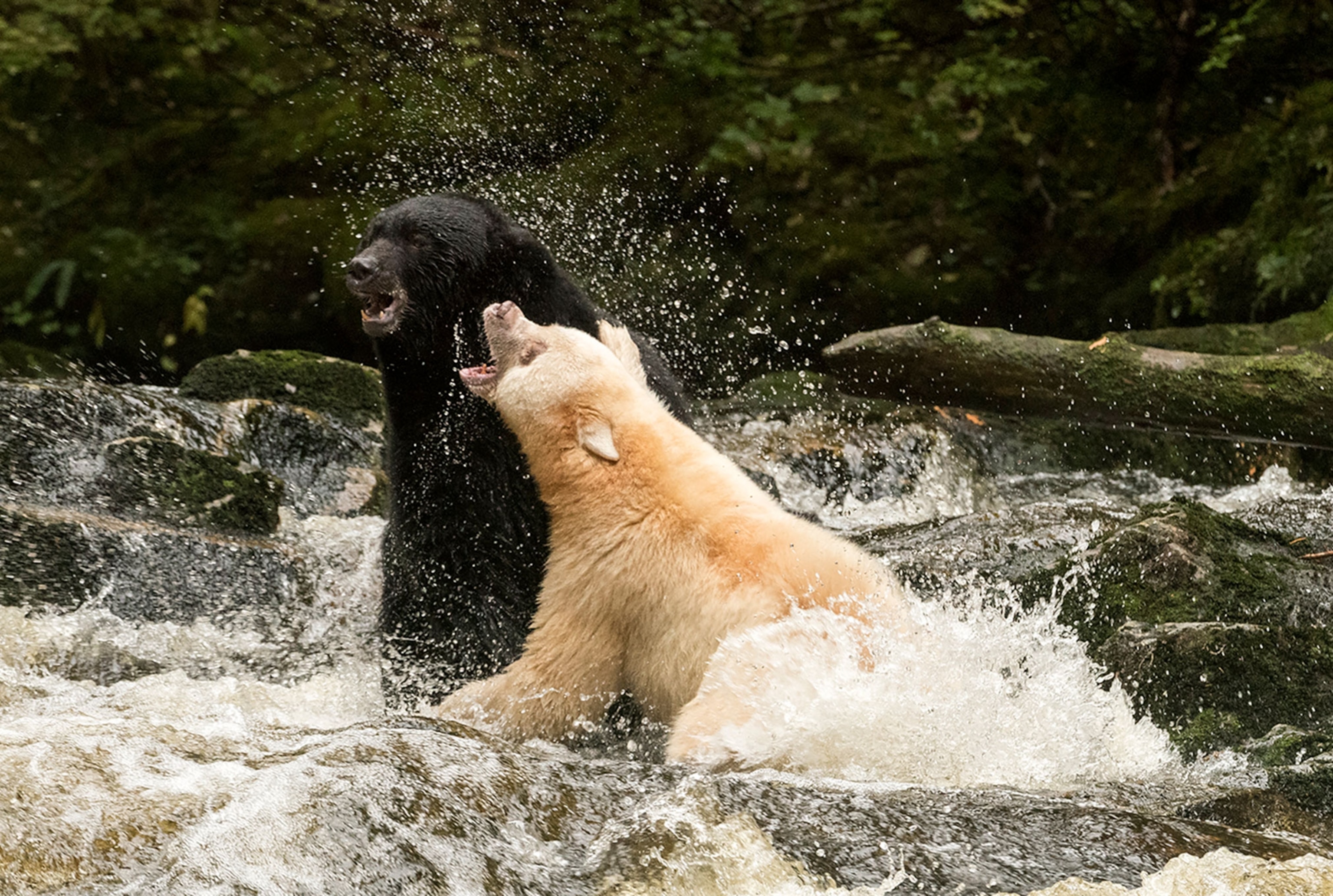 a black bear and spirit bear