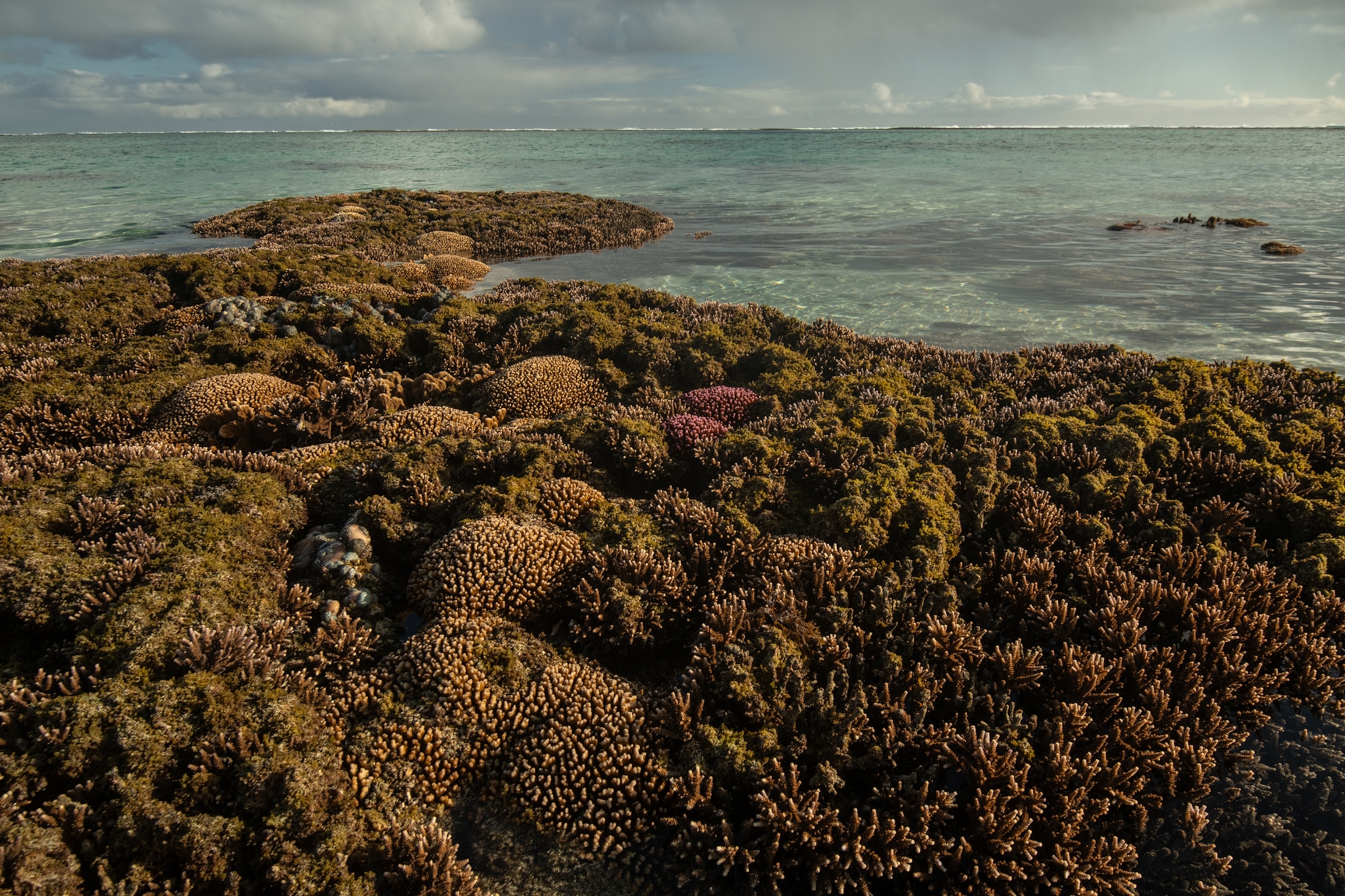 Corals on the top of a shallow reef over-grown with macro-algae.