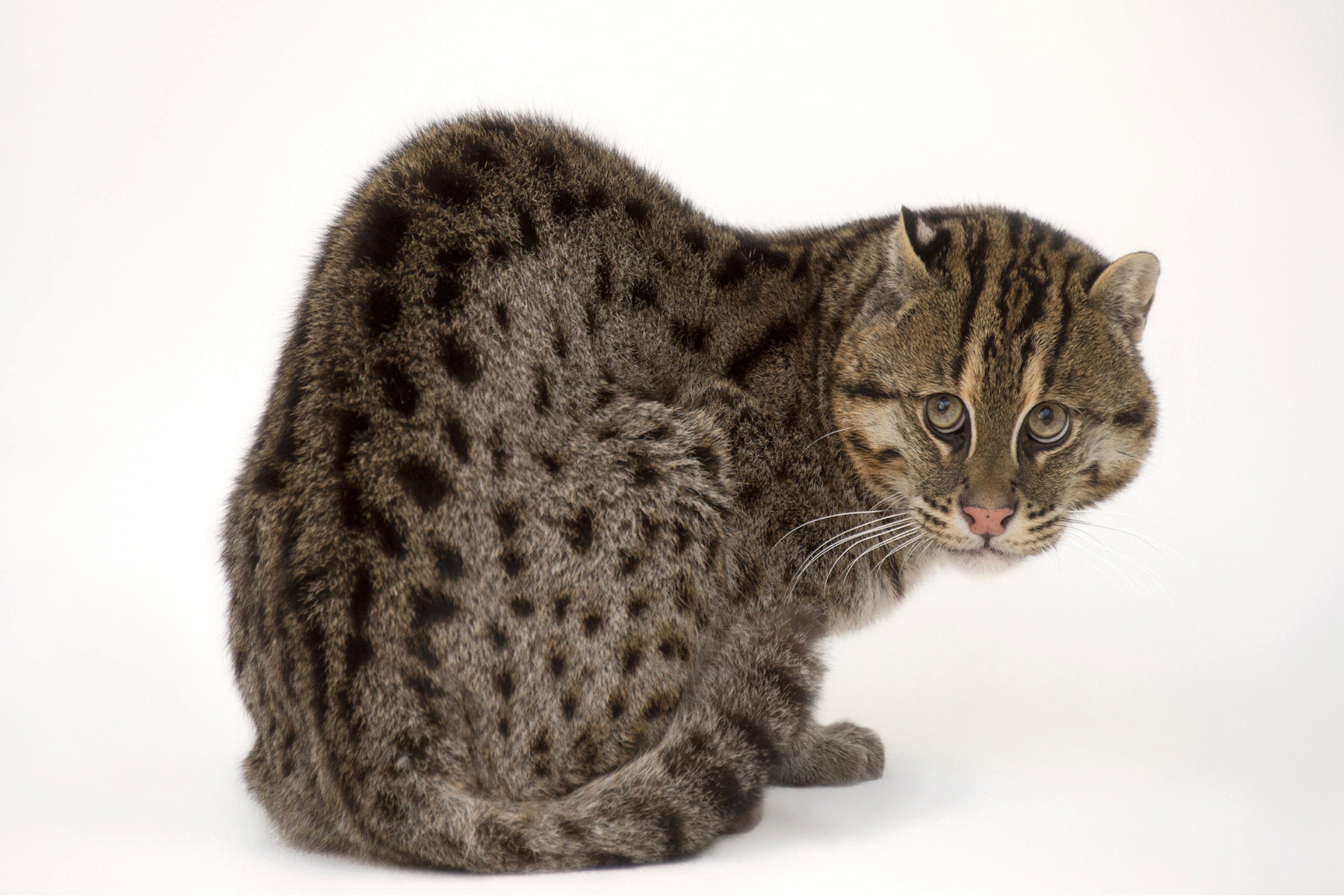 a fishing cat