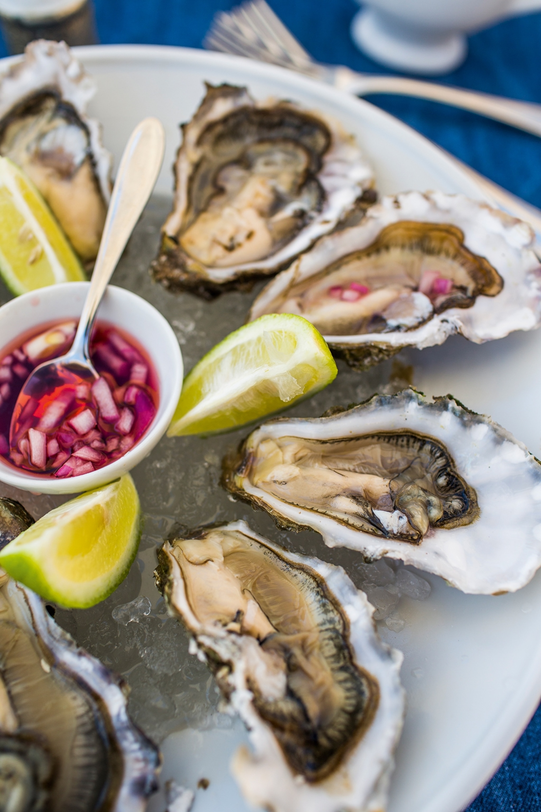 Plate of shucked oysters