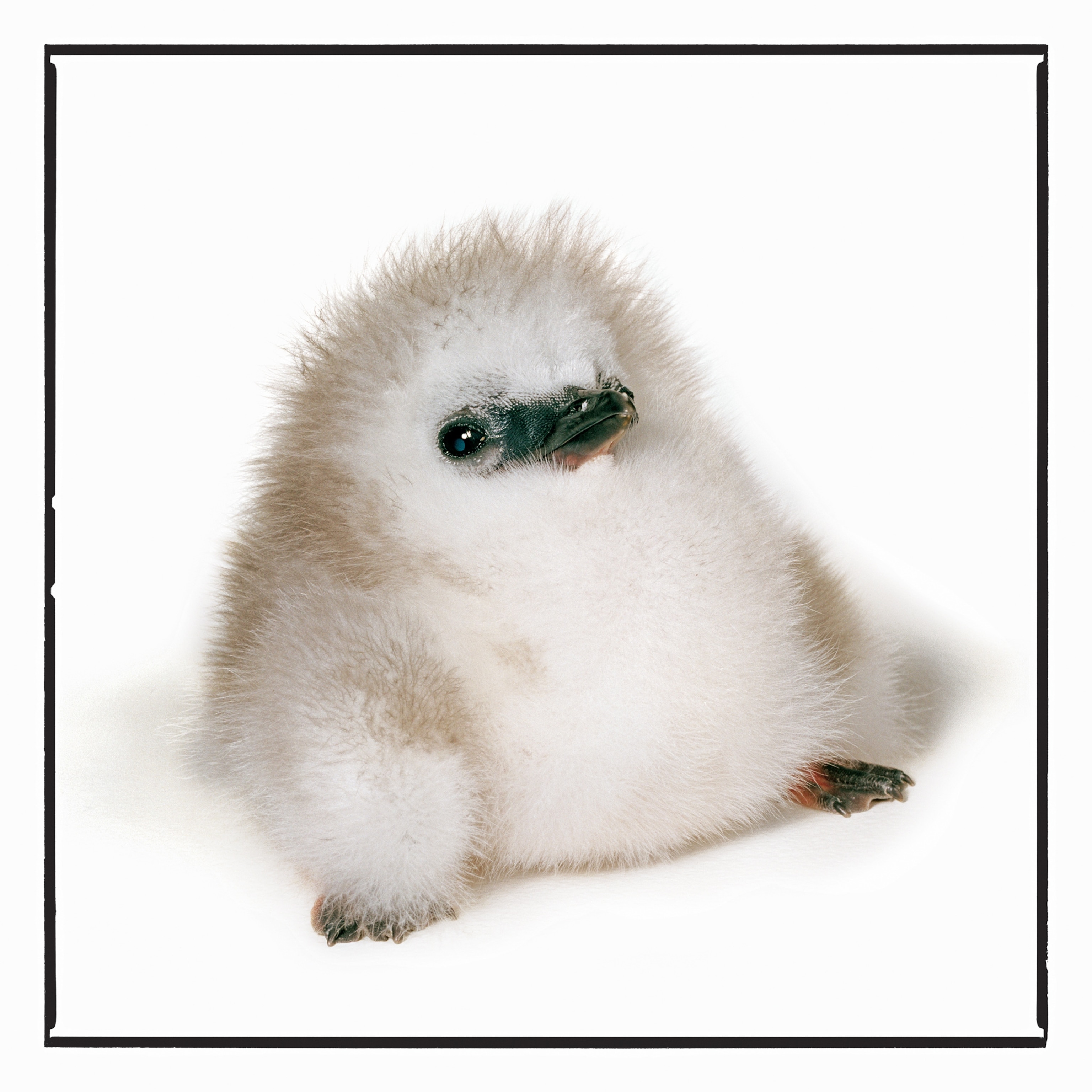 a red-tailed tropic bird