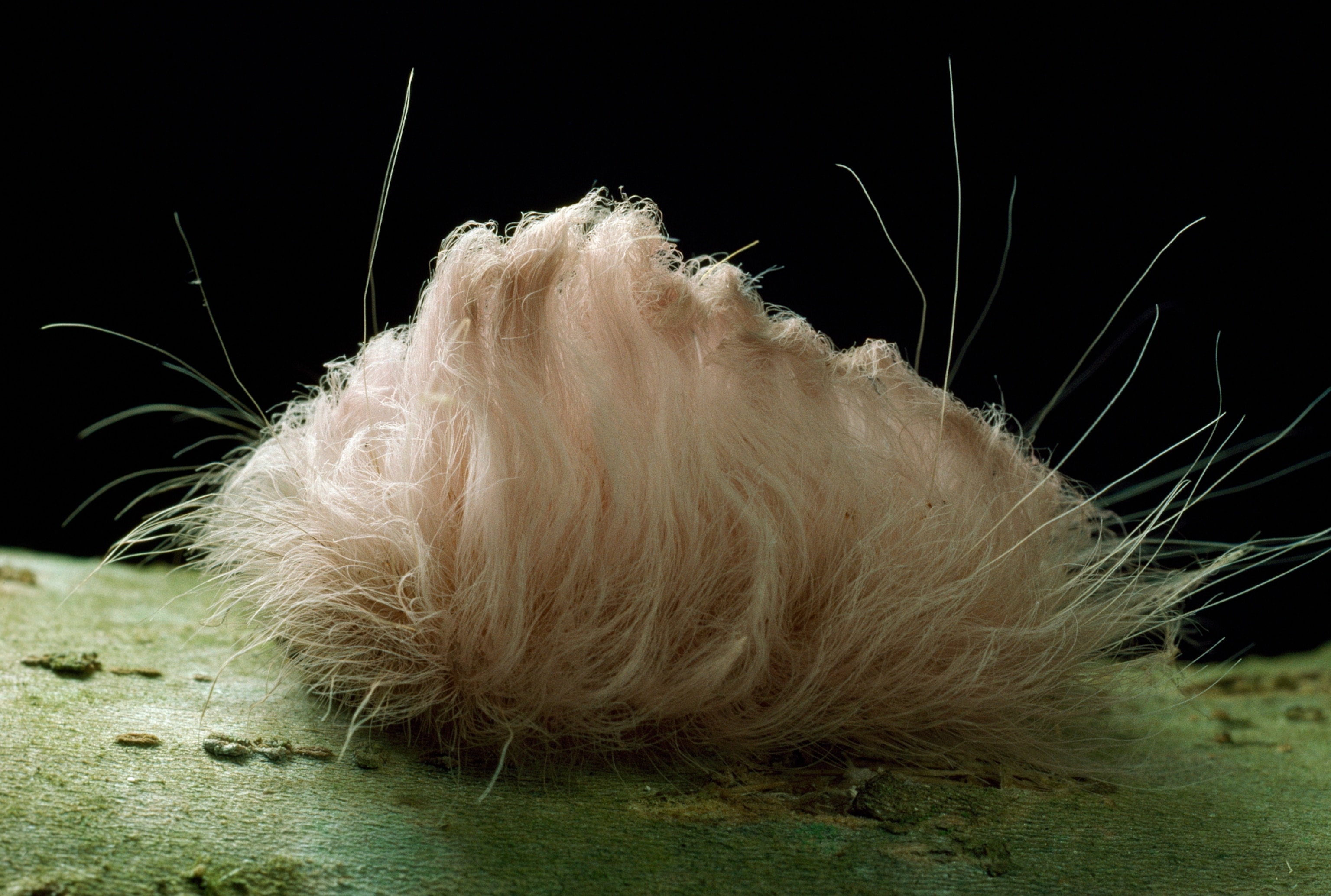 a fluffy moth caterpillar