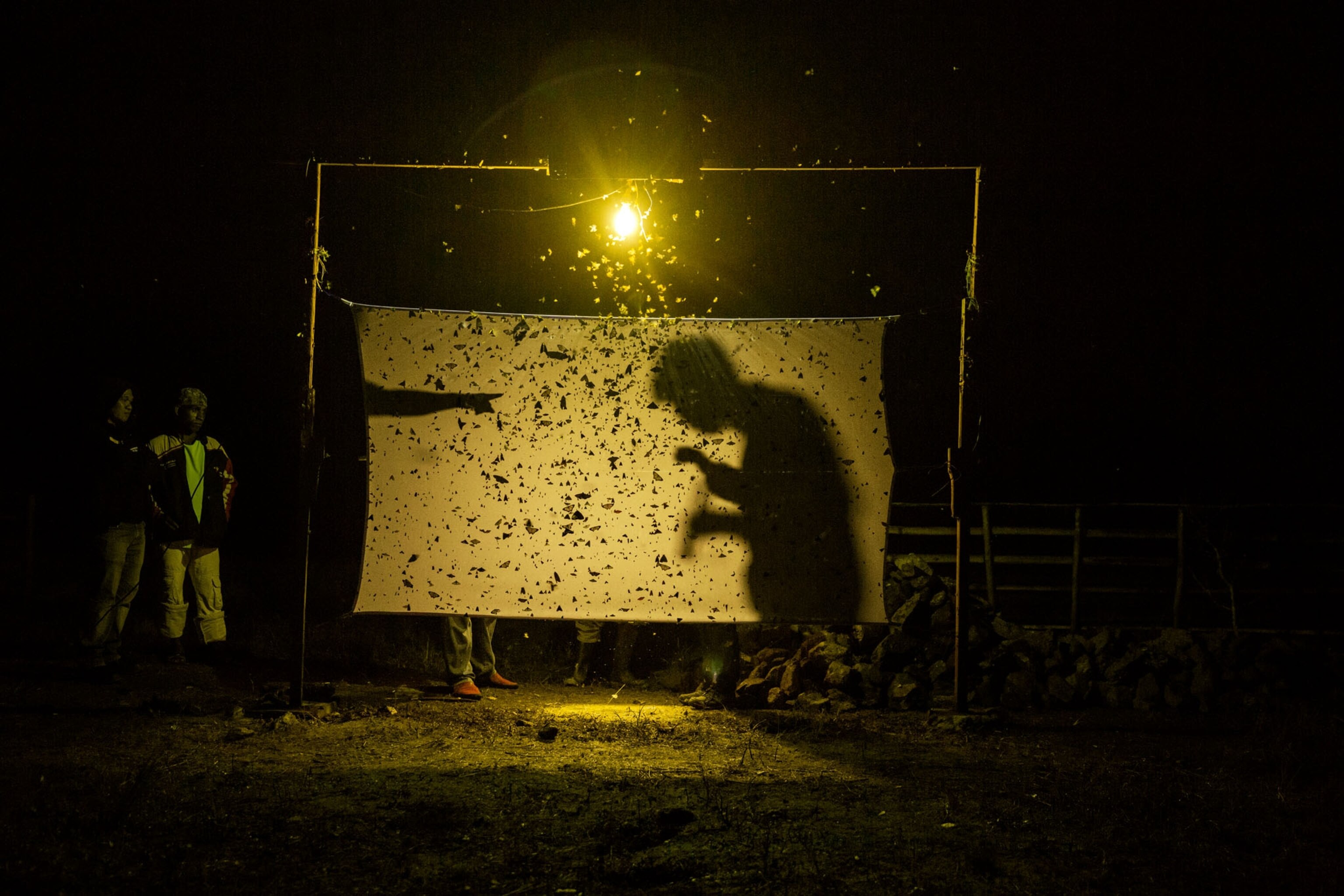 a butterfly trap made out of a white sheet and yellow light at night