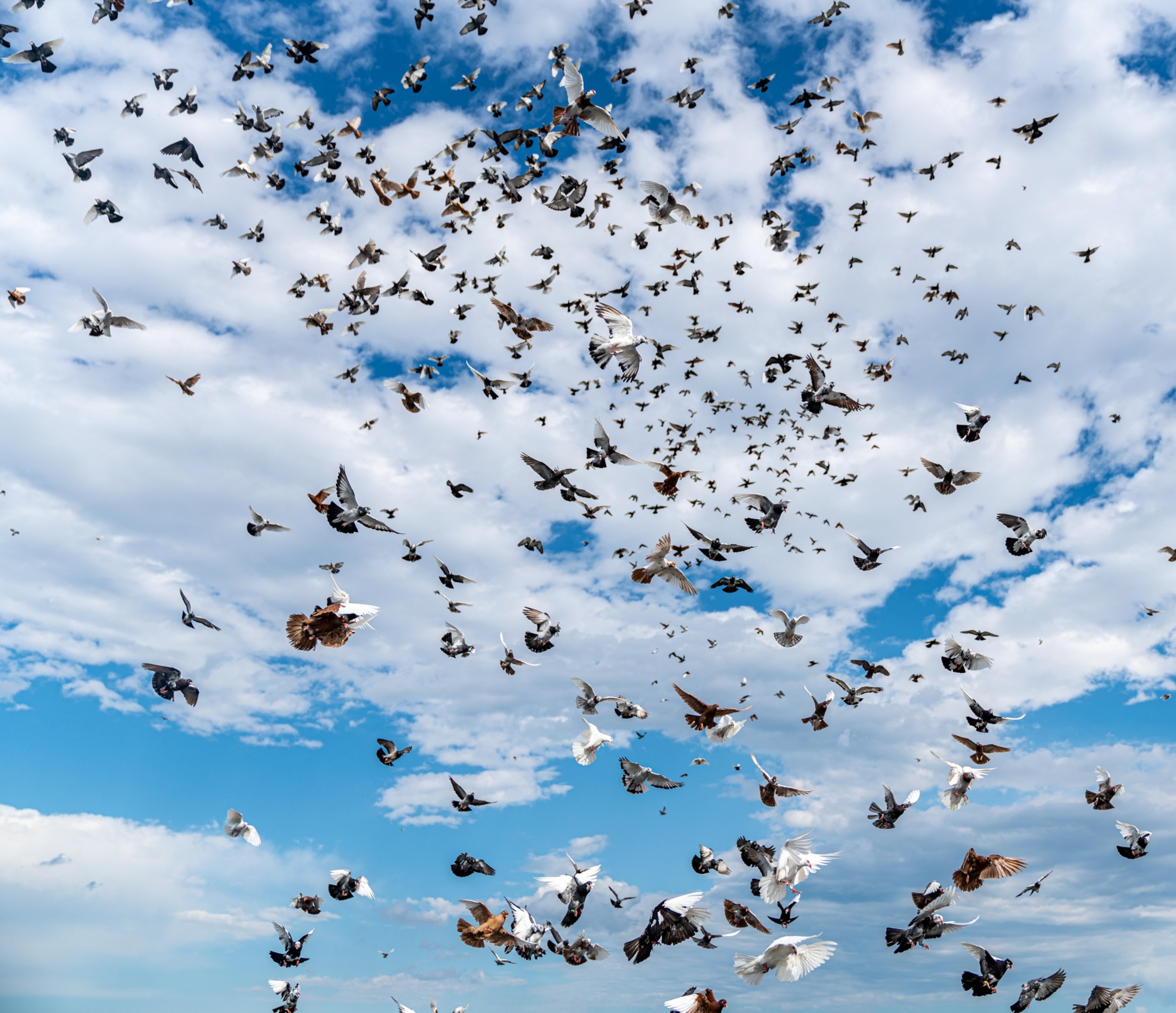 a flock of pigeons flying