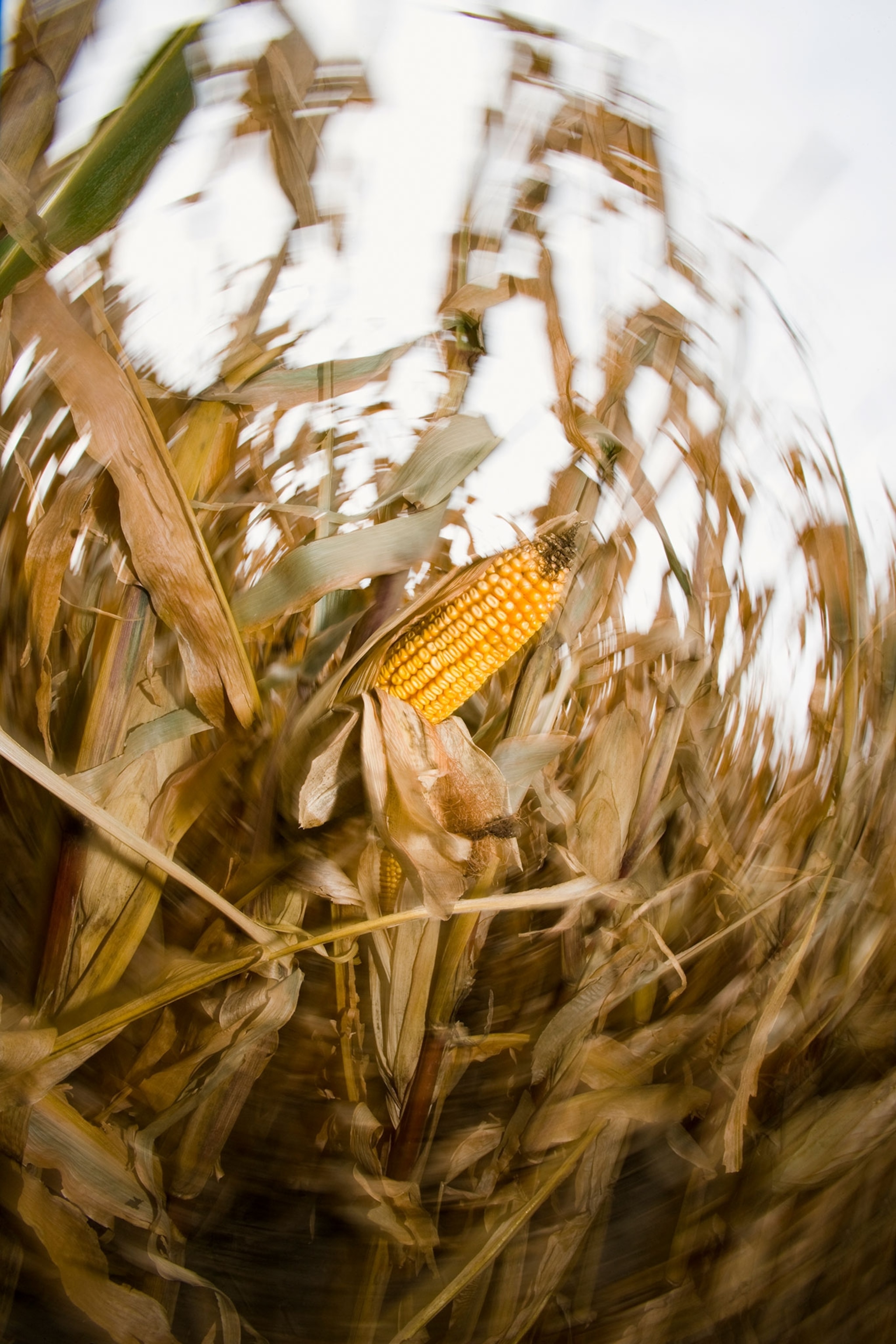 An ear of corn on the stalk in a cornfield with the husks pulled back is placed center of the frame while the surrounding agriculture is blurred in a circular motion.