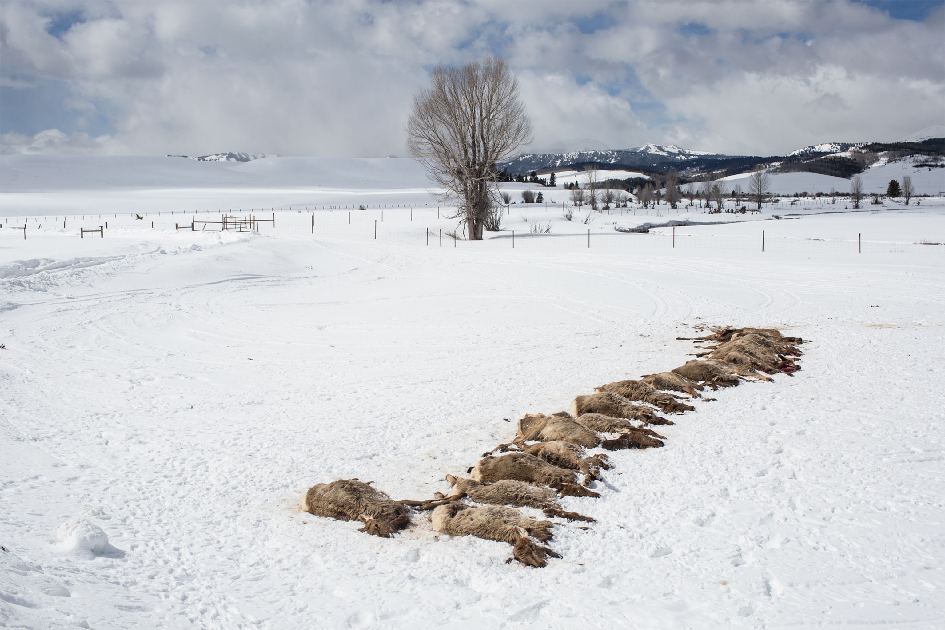 dead elk