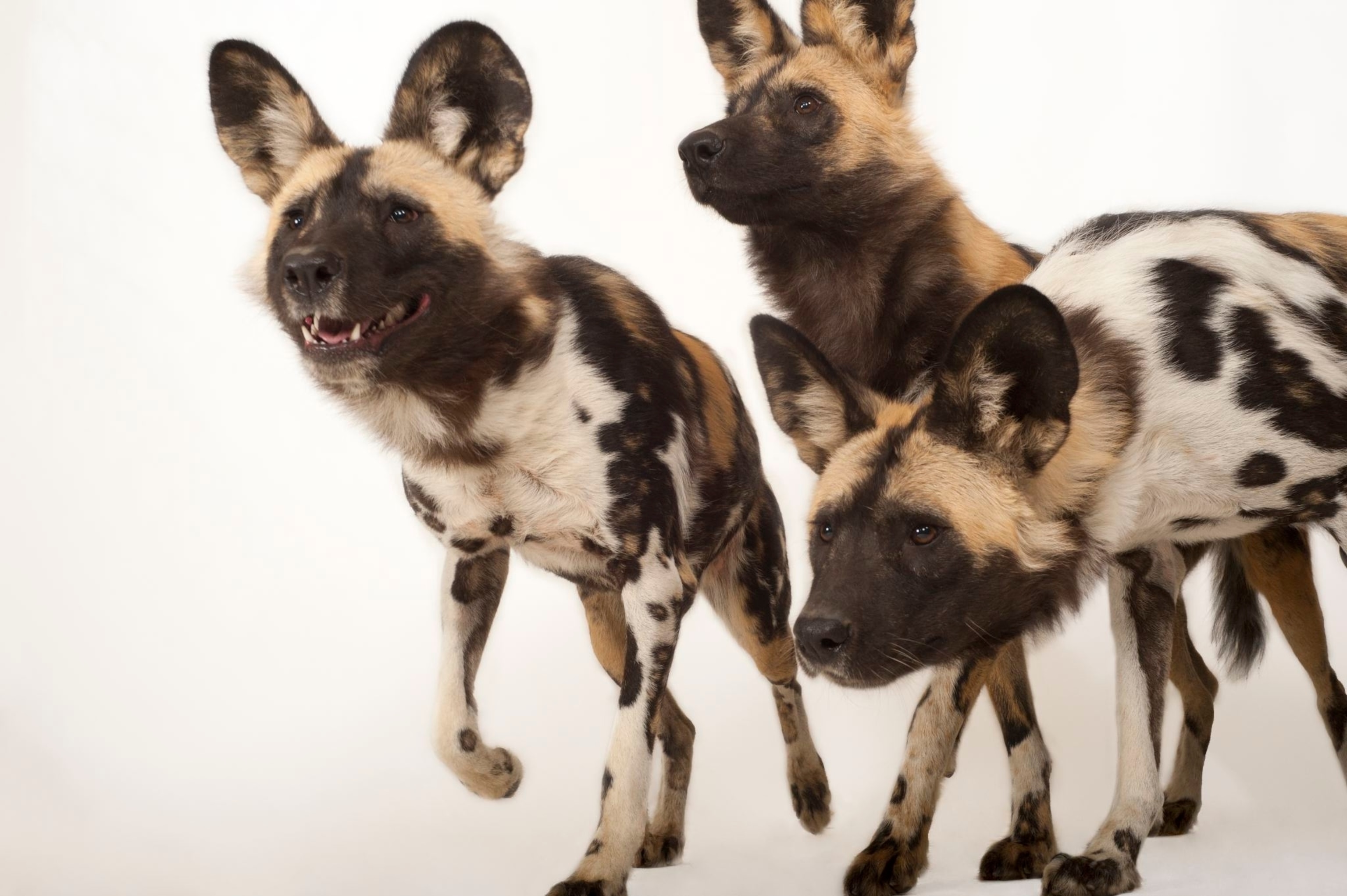 African wild dogs