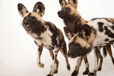 African wild dogs