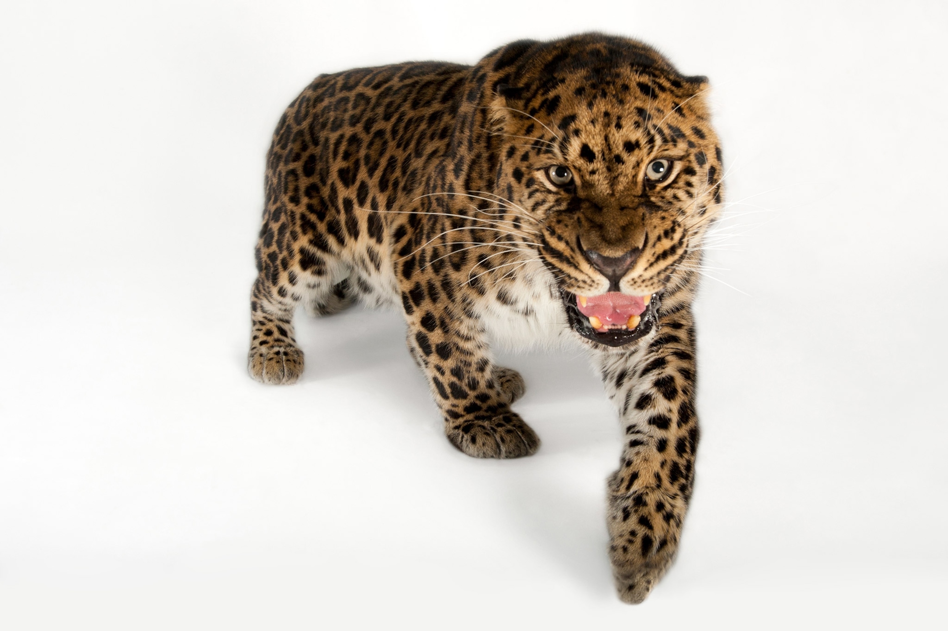 a leopard